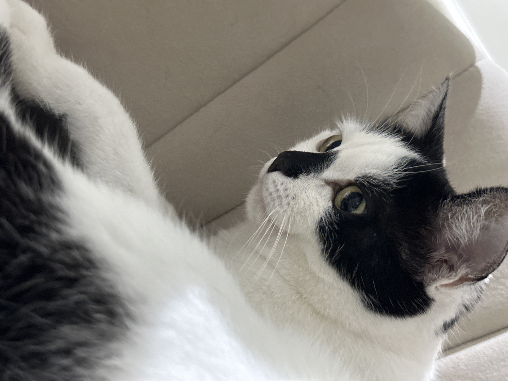 The image shows a close-up, slightly angled view of a black and white cat. The cat has green eyes and is looking to its left, away from the camera. Its fur is predominantly white with distinct black markings on its head, covering one eye and ear, and a black patch on its nose. The cat's whiskers are long and white. It appears to be resting on a soft, neutral-colored surface, possibly a cushion or upholstered furniture, which has subtle folds and texture. The background is out of focus and also consists of a soft, beige-colored surface. There are no people or other animals visible in the image, and no identifiable landmarks or elements that would indicate a specific location in Kokshetau, Kazakhstan. The lighting is soft, suggesting an indoor environment.