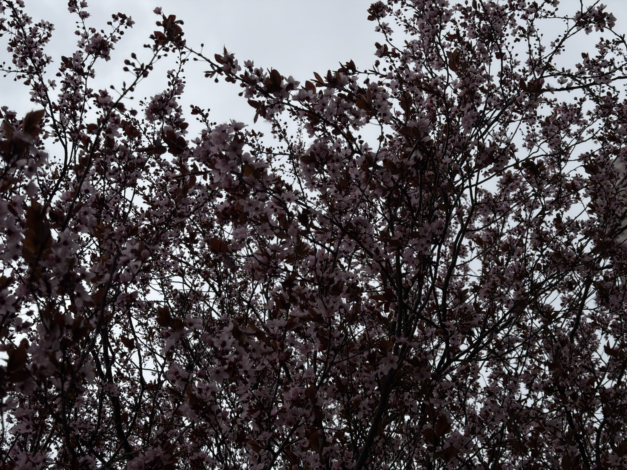 The image shows a tree with small pink blossoms and brown leaves against a gray sky. The photograph appears to have been taken from below, looking up into the canopy of the tree. There is no visible indication of the location being Sofia, Bulgaria, nor any people, subjects, objects, or actions beyond the description of the tree.