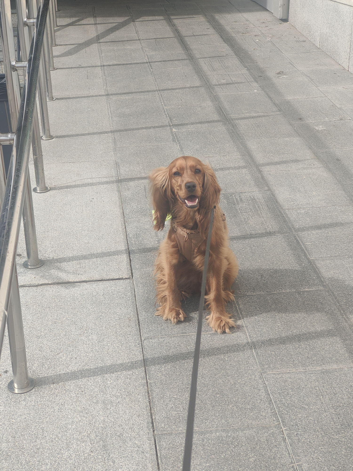 A medium shot shows a light brown Cocker Spaniel sitting on a grey tiled sidewalk. The dog is wearing a brown harness and is attached to a leash that extends out of frame to the lower right. The dog's mouth is open, and its tongue is visible, suggesting it might be panting or smiling. The dog's long ears are floppy, and its tail is held up. Sunlight casts shadows across the sidewalk, indicating it is daytime. To the left of the dog, a silver metal railing runs along the edge of the sidewalk. The environment appears to be an outdoor public space in a city, possibly near an entrance to a building or walkway. The image quality is moderate, with some slight blurring and noise. There are no other individuals or animals visible in the frame. The setting is consistent with a location in Oktyabrsky, Russia, given the architectural style of the railing and the general appearance of the urban landscape.