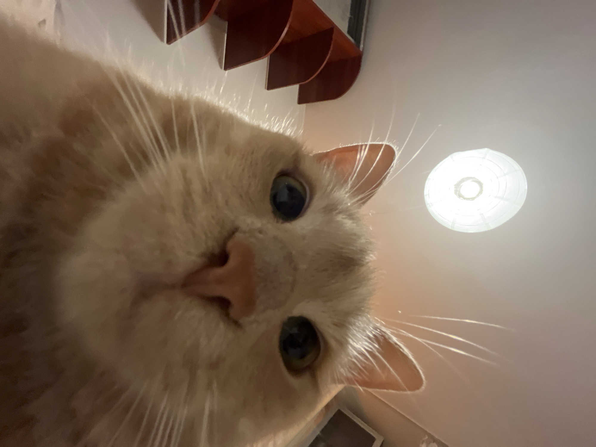 The image is a close-up, low-angle shot of a light orange tabby cat looking directly at the camera. The cat's face fills most of the frame, with its pink nose and large green eyes prominently featured. Its whiskers are long and white, and some are illuminated by a light source above. In the background, a white ceiling with a circular light fixture is visible. To the left of the cat, a set of three brown wooden shelves are partially in view. The overall impression is that of a selfie taken by the cat.