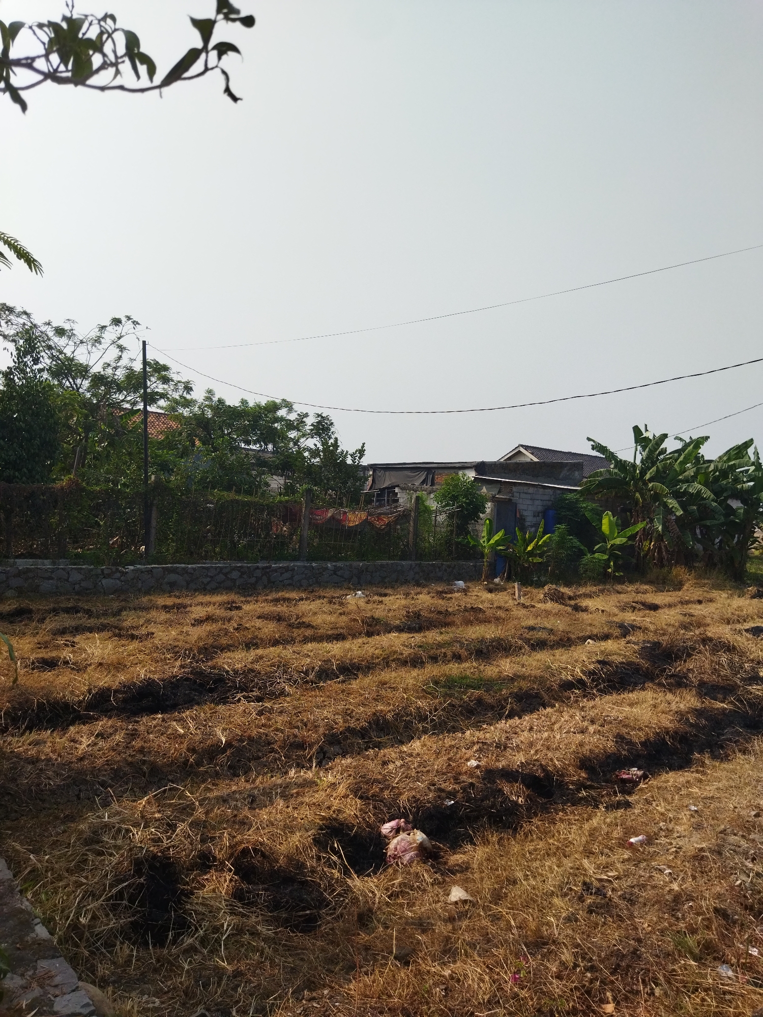 The image depicts an outdoor scene with a foreground of dry, matted vegetation, possibly recently harvested fields or neglected land. Rows of darkened soil are visible interspersed within the dry vegetation, suggesting preparation for planting or cultivation. Scattered pieces of trash, including plastic bags and bottles, are present on the ground.
In the midground, a low stone wall separates the dry vegetation from an area with more greenery. Beyond the wall, a collection of structures and vegetation is visible. This includes dense trees and bushes, some of which appear to be banana trees. A fence, possibly made of wire mesh, runs along the perimeter. Behind the fence, parts of houses are visible, with visible rooftops and walls made of brick and concrete. Some structures appear partially covered with dark tarpaulin. Utility lines are strung across the upper portion of the image.
The sky is clear and a pale, bright blue. The lighting suggests it is daytime, with shadows cast on the ground. The overall impression is one of a semi-rural or developing urban area. The location is identified as Kosambi, Indonesia.