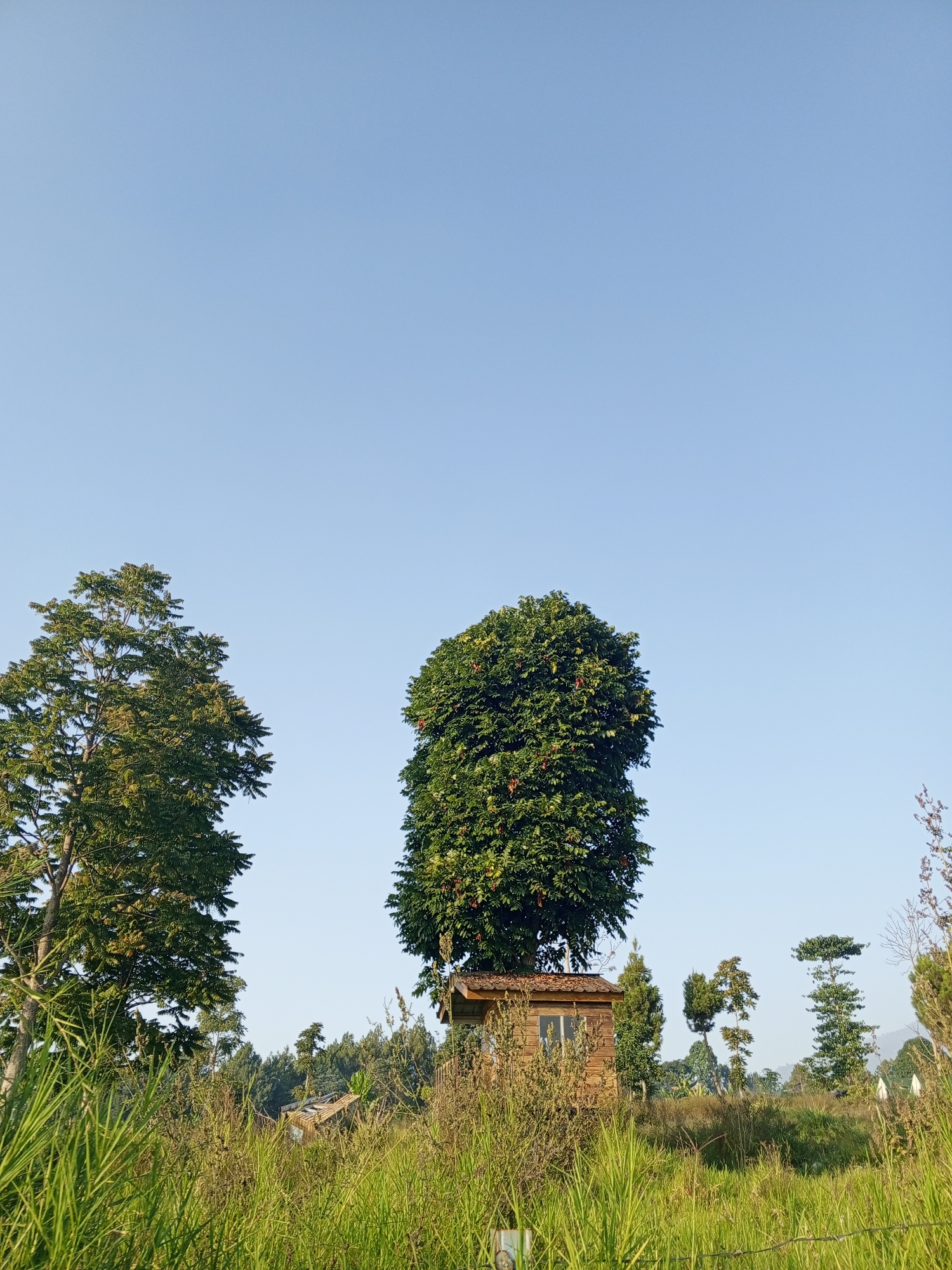 A clear, cloudless blue sky forms the background of this image. In the foreground, tall green grass and other vegetation create a dense ground cover. Towards the center and slightly to the left, a large tree with a full, rounded canopy of green leaves stands prominently. Nestled at the base of this tree is a small, rustic wooden structure, possibly a shed or a small house, with a single window visible. To the left of this central scene, another tall tree with a more sparse, conical shape and green foliage is visible. To the right of the central tree and structure, several smaller, more slender trees are scattered across the landscape, along with more distant trees and hills. The scene appears to be an outdoor, rural setting, possibly within a garden or natural landscape in Pelwehera, Sri Lanka. No people are present in the image.