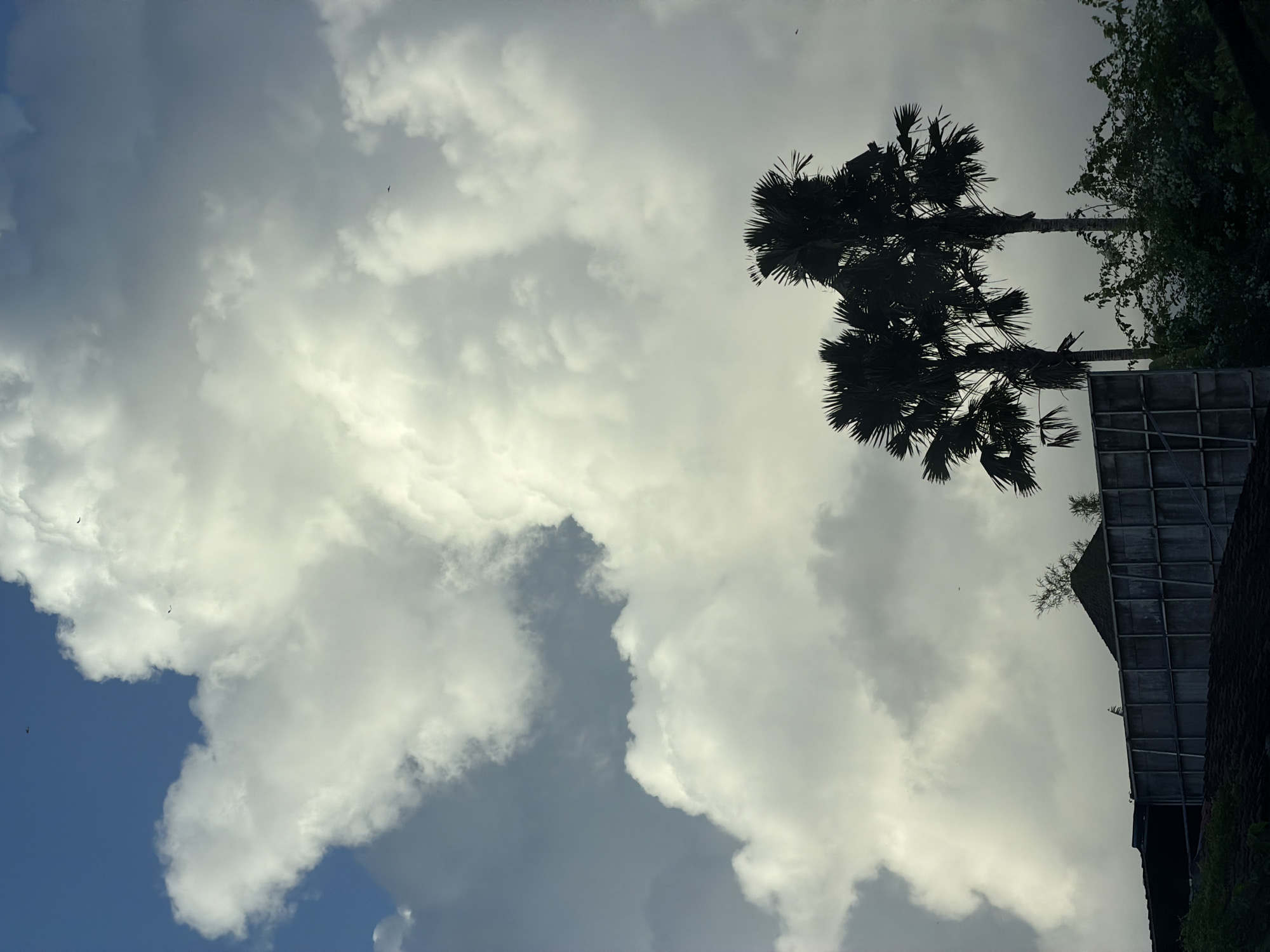 A low-angle shot of the sky in North Kuta, Indonesia, features cumulus clouds filling the majority of the frame, with a patch of blue sky visible in the lower left corner. Two silhouetted palm trees stand to the right, along with foliage and a structure with a gridded pattern. The lighting is diffused, giving the clouds a soft, white glow.