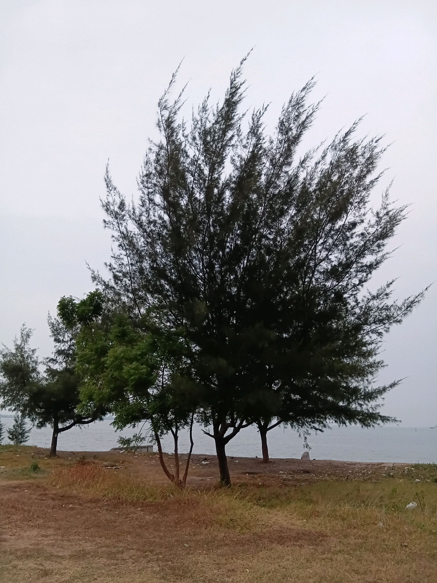 A view of the coast in Cikal, Indonesia, showcases a shoreline with sparse vegetation and several trees. The foreground is dominated by dry, brown grass and dirt. Beyond the grass, there is a sandy strip leading to the water. Several trees are scattered along the shore, with one large, dark green coniferous tree prominently positioned in the center, its branches reaching upwards against a pale, overcast sky. To the left of this tree, a smaller, leafy green tree stands. Further to the left and in the distance, more trees can be seen. The body of water, likely the sea, extends to the horizon, with a few faint structures visible in the distance. The scene suggests a natural, possibly undeveloped, coastal area.