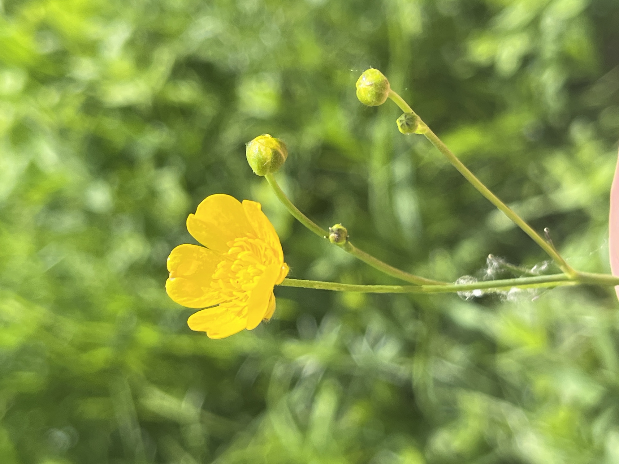 A single yellow buttercup flower is in focus against a blurred green background. The flower has multiple petals and a dense, textured center. Several green buds are attached to the stem below the flower, some appearing more developed than others. The stem itself is thin and green, with a few wisps of white material clinging to it. The background is composed of out-of-focus green foliage, suggesting an outdoor setting. The lighting appears natural and bright, indicating daytime. No people or other animals are visible in the image.
