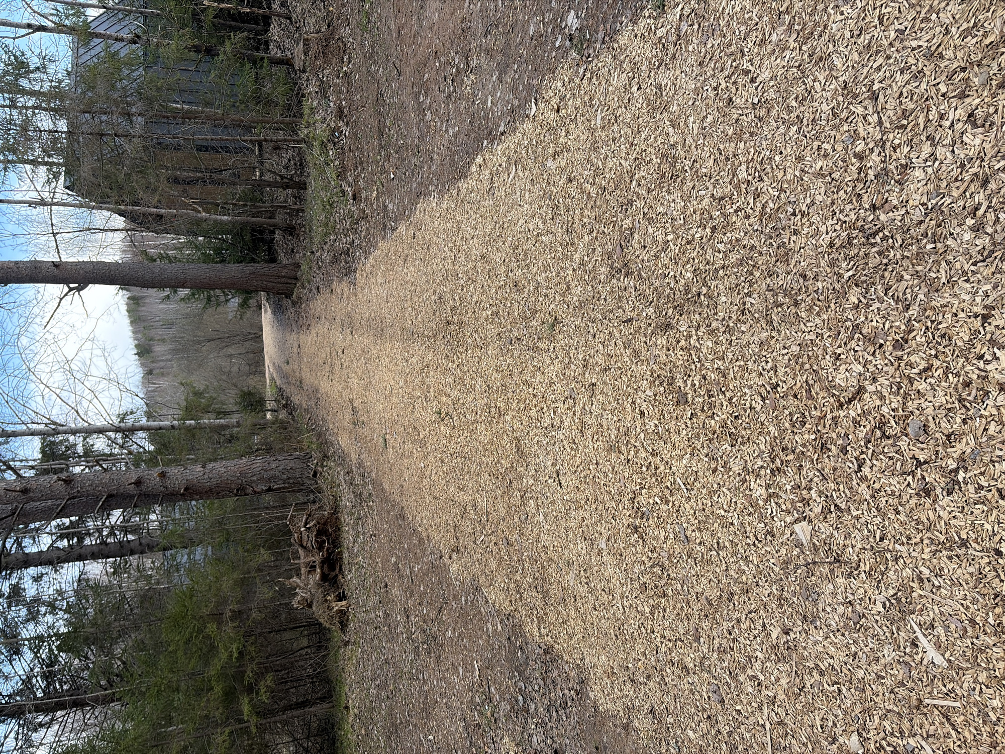 This image captures a tranquil outdoor scene, primarily featuring a well-defined path made of light-colored wood chips. The path extends from the foreground into the distance, gently curving towards the right.
On the left side of the path, a natural border of trees stands tall. Many are deciduous, currently bare of leaves, suggesting either late autumn, winter, or early spring. Scattered among them are evergreen conifer trees, adding touches of dark green foliage. Through the sparser tree cover, a distant valley or body of water can be glimpsed under a clear, light blue sky with some scattered white clouds. A prominent, thick-trunked tree stands close to the left edge of the path, roughly in the middle of the frame. Further back and partially obscured by the dense tree line, a dark-colored structure, possibly a building or shed, is discernible.
The right side of the path is largely covered in the same light-colored wood chips, with patches of darker earth and fallen leaves visible along the very edge. The wood chips are finely shredded and evenly spread, creating a distinct, textured surface for the path.
The scene is brightly illuminated by natural daylight, indicating either morning or afternoon, with subtle shadows cast by the trees. There are no individuals present, nor is any specific activity depicted, contributing to a sense of peaceful solitude. The overall atmosphere is serene and natural. No discernible text is visible within the image. The location is Мишкино, Russia.