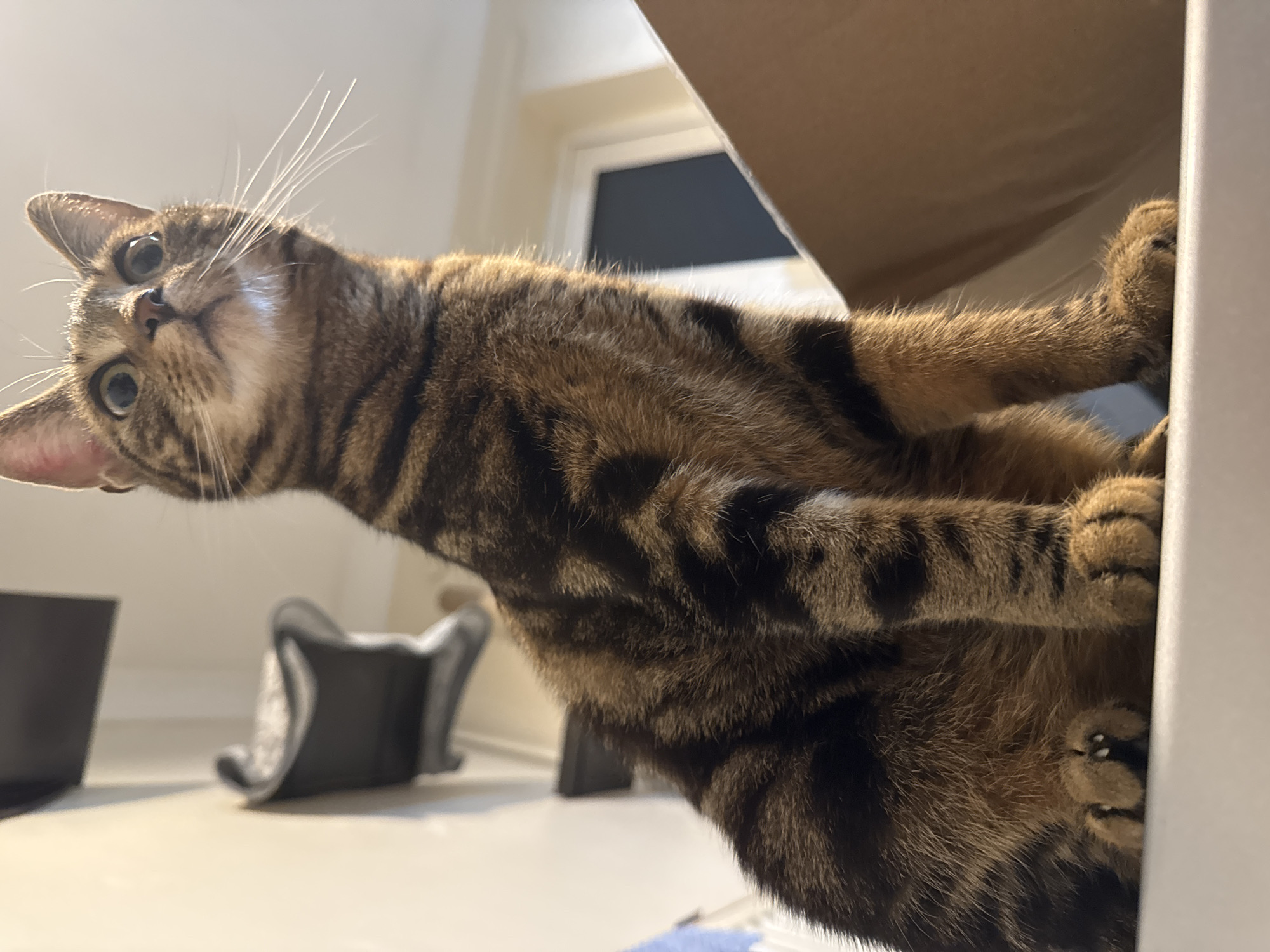 A tabby cat leans over the edge of a cardboard box. The cat's head is tilted back, looking upward. Its brown and black striped fur is visible on its body and legs. Its paws are resting on the edge of the box. The background includes a white wall, a window, and a few indistinct objects on a white surface. The location is indoors. The location is unknown in the city of Desborough, United Kingdom.