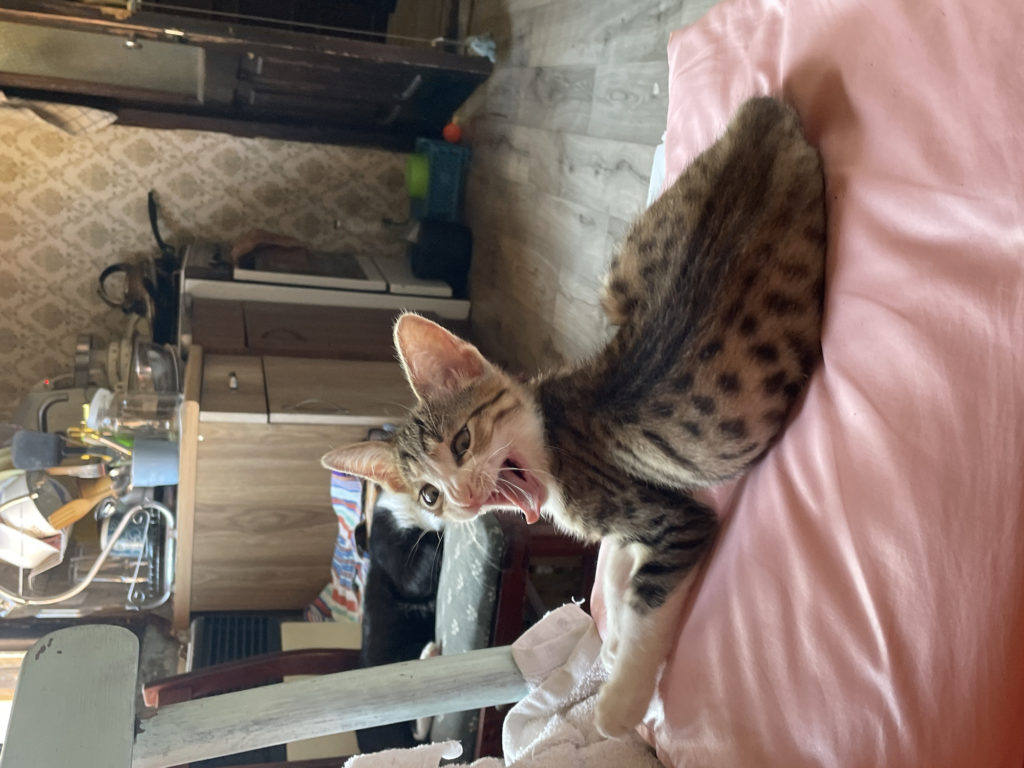 A kitten yawns on a pink sheet in a domestic setting, likely a bedroom or living area in Tbilisi, Georgia. The kitten, a tabby with brown and black stripes and spots, has its mouth wide open, revealing its pink tongue and teeth. Its eyes are partially closed, suggesting it is sleepy. The kitten is lying on its side, with its hindquarters towards the viewer and its head turned to the left.
In the background, a cluttered room is visible. There are wooden cabinets, a patterned wallpaper, and various objects that suggest a lived-in space. A glimpse of a radiator can be seen near the bottom of the frame. The overall lighting suggests it is daytime, with natural light entering the room. There are no visible people in the image. The focus is clearly on the kitten and its yawn. The setting appears to be informal and possibly a bit disorganized, typical of a home environment. The texture of the pink sheet is smooth and slightly reflective.