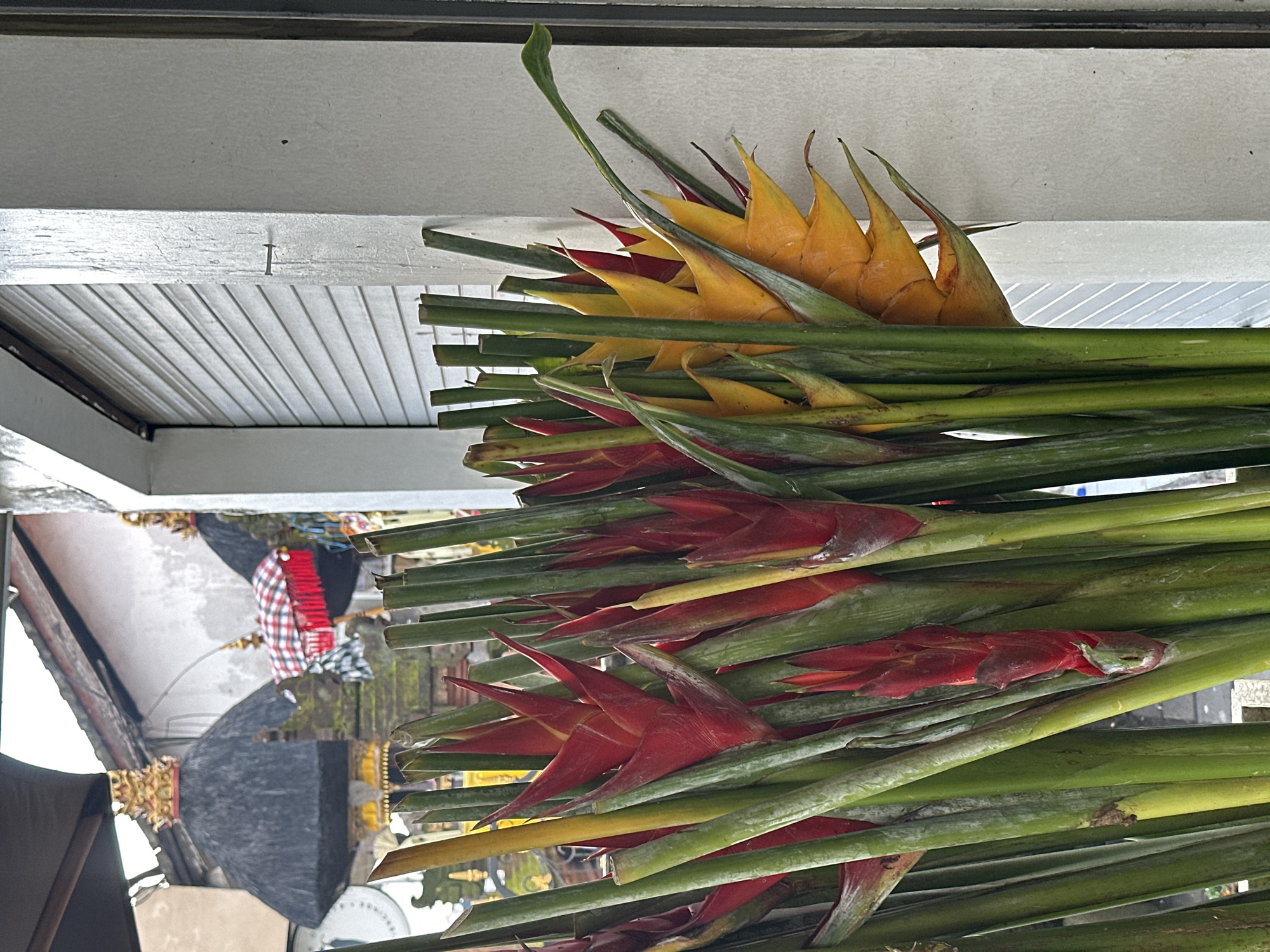 A close-up shot showcases a vibrant bouquet of Heliconia flowers, also known as lobster claws or parrots' beak. These tropical blossoms are characterized by their bright red and yellow hues, accented by lush green stems. The bouquet is positioned in front of a textured, cream-colored wall. In the background, a closed, metal roll-up door is visible, with its horizontal slats creating a repeating pattern. Further behind, a glimpse of traditional Balinese architecture can be seen, featuring thatched roofs and decorative elements. This scene is located in North Kuta, Indonesia, a region known for its tropical flora and cultural landmarks.