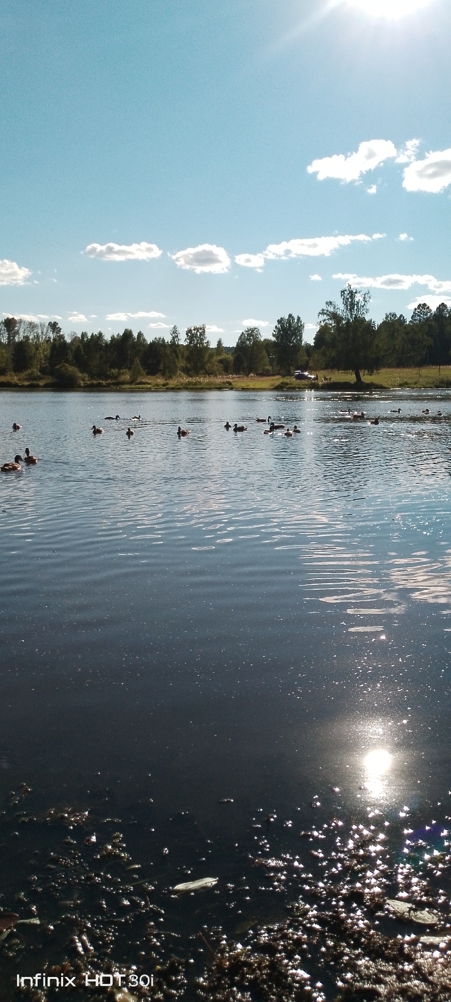 This image depicts a serene body of water, likely a lake or river, with a flock of ducks swimming on its surface. The water is calm, reflecting the blue sky and scattered white clouds. A lush green tree line borders the far side of the water, with a single, taller tree standing out against the horizon. Sunlight gleams brightly on the water, creating shimmering reflections. In the foreground, the water appears darker and closer to the shore, with some debris or aquatic plants visible. The overall scene suggests a peaceful, natural environment. This location is identified as being in Kedrovy, Russia.