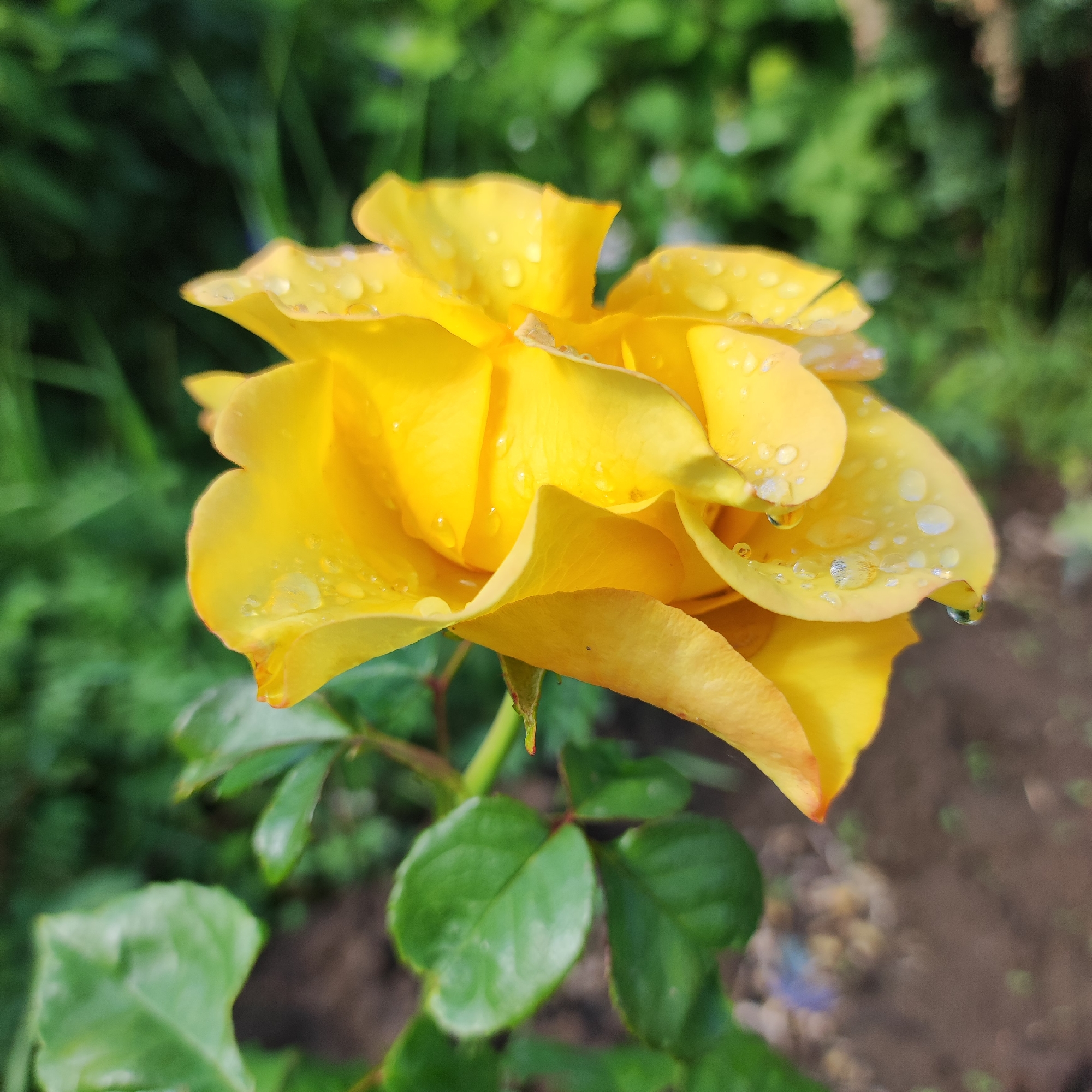 A close-up shot captures a vibrant yellow rose in bloom, its petals glistening with numerous water droplets. The rose is positioned in the center of the frame, angled slightly to the left, revealing its layered structure. Some petals appear delicate and slightly translucent, with hints of orange near their edges. Green leaves are visible beneath and to the left of the rose, some also bearing water droplets. The background is a soft blur of green foliage and brown soil, suggesting an outdoor garden setting. The lighting is natural, highlighting the texture of the petals and the reflective quality of the water.