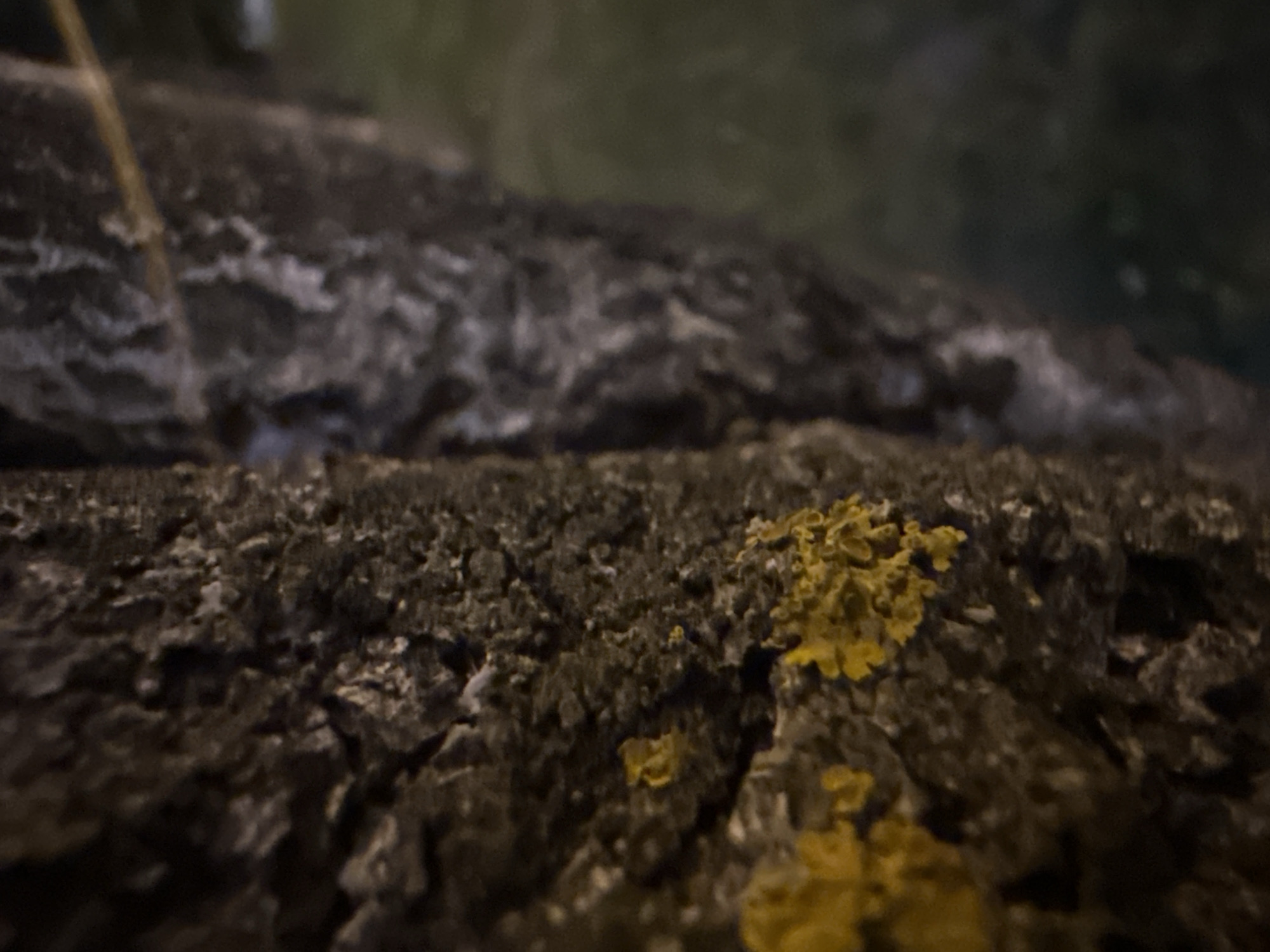 The image is a close-up, shallow depth of field photograph of tree bark. The bark is dark brown and textured with deep crevices. Patches of bright yellow lichen are visible on the bark, predominantly on the left side of the frame. The background is out of focus and appears to be a dark, grassy area with some faint illumination. There are no people or animals visible in the image. The photograph does not contain any specific landmarks or elements that would allow for identification of a location within the city of Minsk, Belarus.