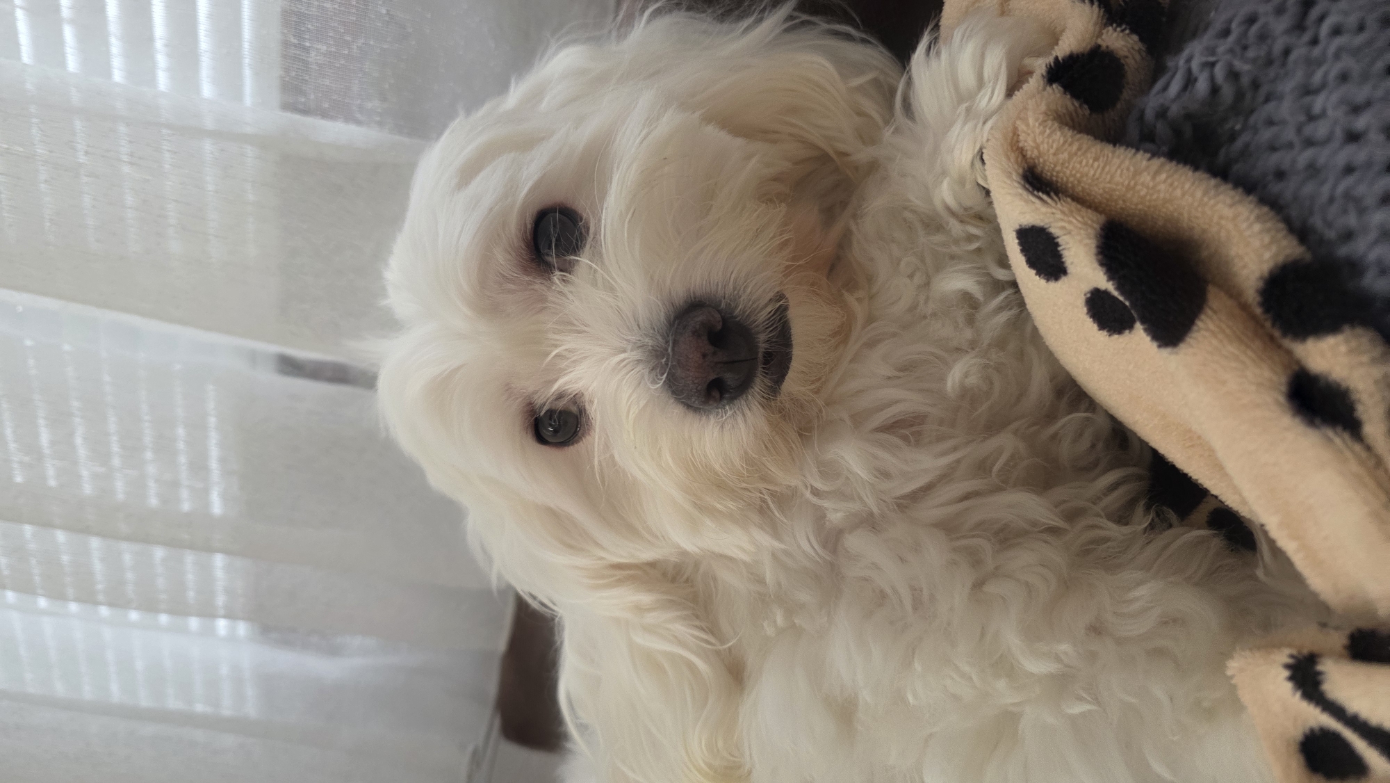 A small, fluffy white dog is resting in its bed next to a window with white blinds. The dog has dark eyes and a pinkish-brown nose. It is lying on a grey blanket, partially covered by a beige blanket with black spots. The scene is indoors. The location in Blagoevgrad, Bulgaria, cannot be determined from the image.