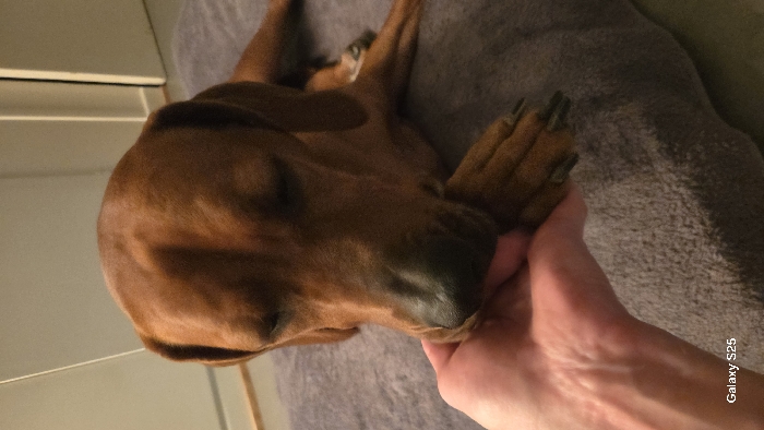 A brown dog lies upside down on a grey blanket. Its dark nose and paws are visible, one paw being held by a fair-skinned human hand. The dog’s body is contorted, suggesting a relaxed or playful pose. In the background is a partially visible white cabinet. The image is cropped closely on the dog. "Galaxy S25" is printed on the right side of the image.