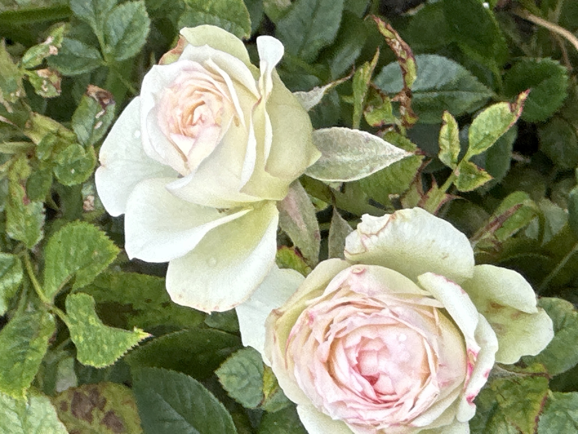 Two pale pink and white roses bloom in the foreground, with green leaves and some spotted leaves in the background. The image appears to be taken outdoors in a garden setting. No specific location in Podolsk, Russia is discernible from the image itself.