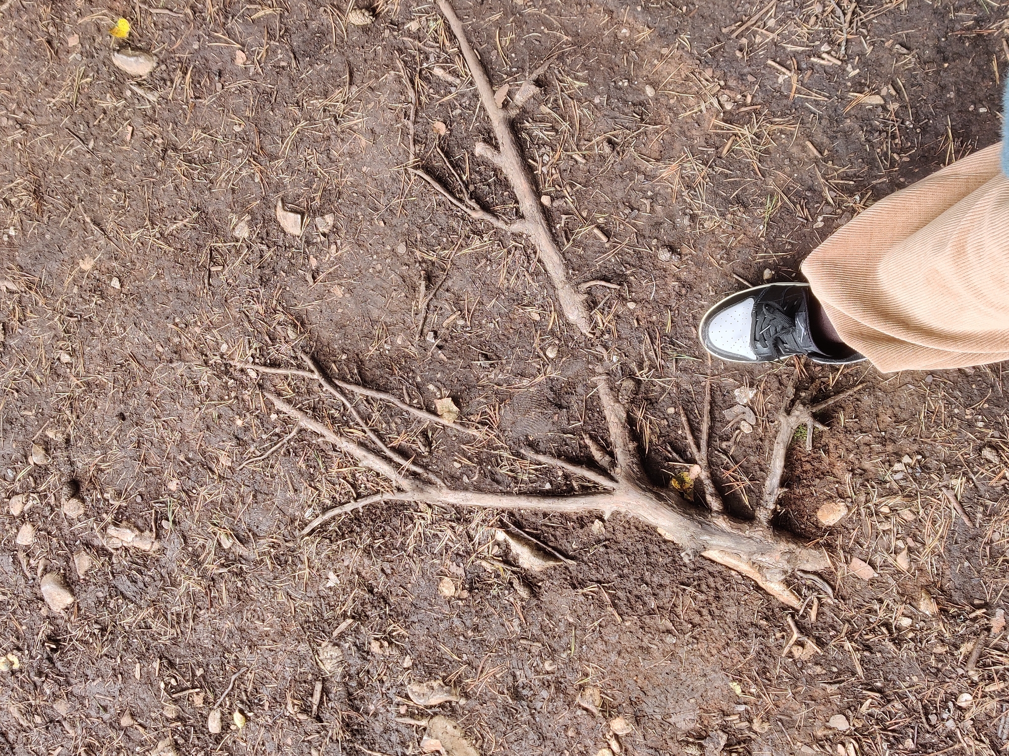 The image shows a close-up, top-down view of a wooded area's forest floor, likely in Bazhukovo, Russia. The ground is covered in dark, damp soil, scattered with small stones, pine needles, and fallen leaves. A prominent, bare tree branch, gnarled and with several smaller offshoots, lies horizontally across the frame. In the lower right corner, a person's foot is visible, wearing a black and white sneaker and a light brown corduroy pant leg. The scene depicts an outdoor environment, possibly a forest trail or path, with a focus on the natural elements of the ground and vegetation.