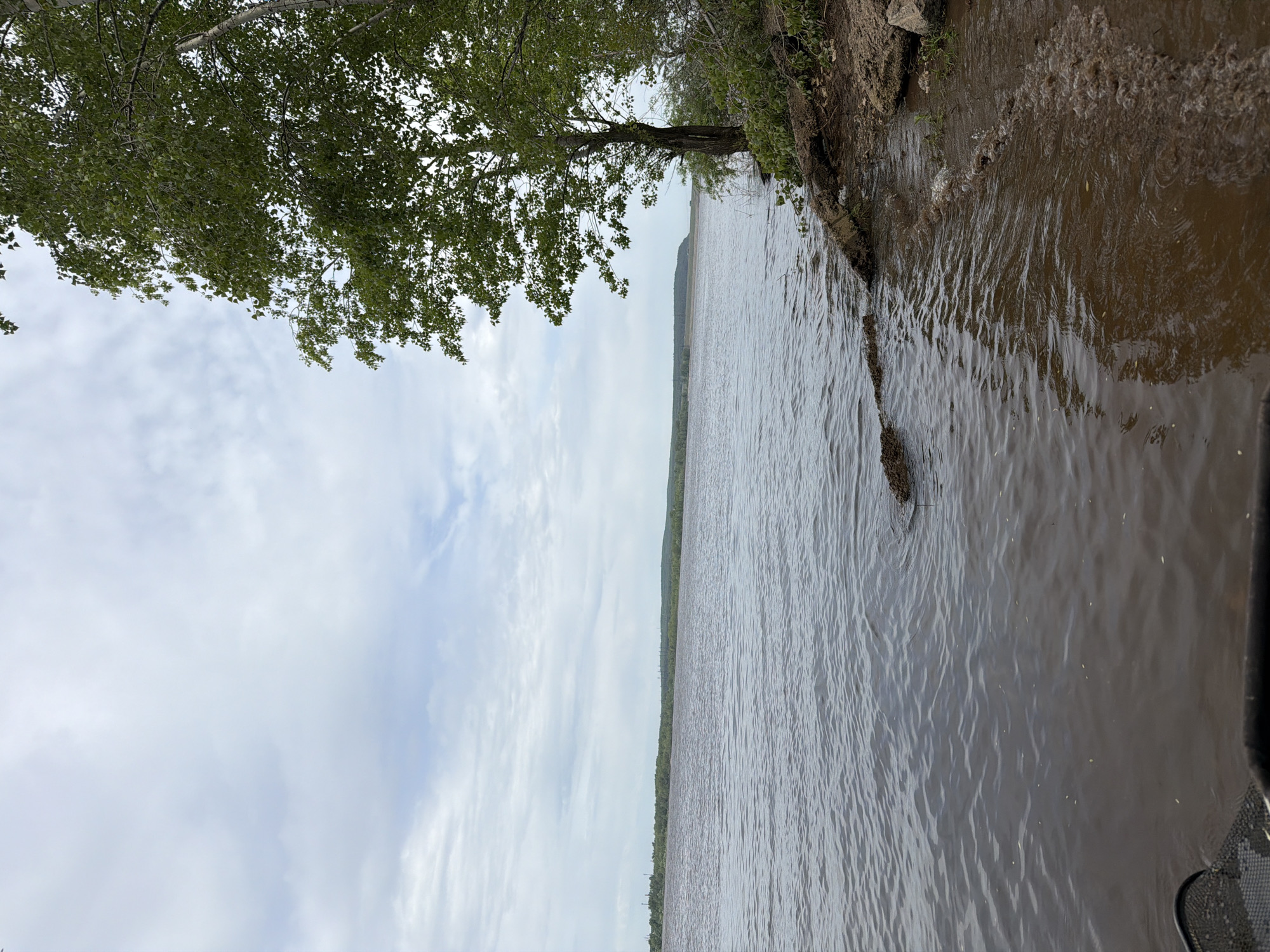 The image depicts a river landscape in Chaikovsky, Russia. A tree with dense green foliage overhangs the riverbank. The bank is visible, showing soil and vegetation. The river itself is wide, and the opposite bank is a distant line of trees. The sky is overcast with light, cloudy formations. Ripples are visible on the water surface.