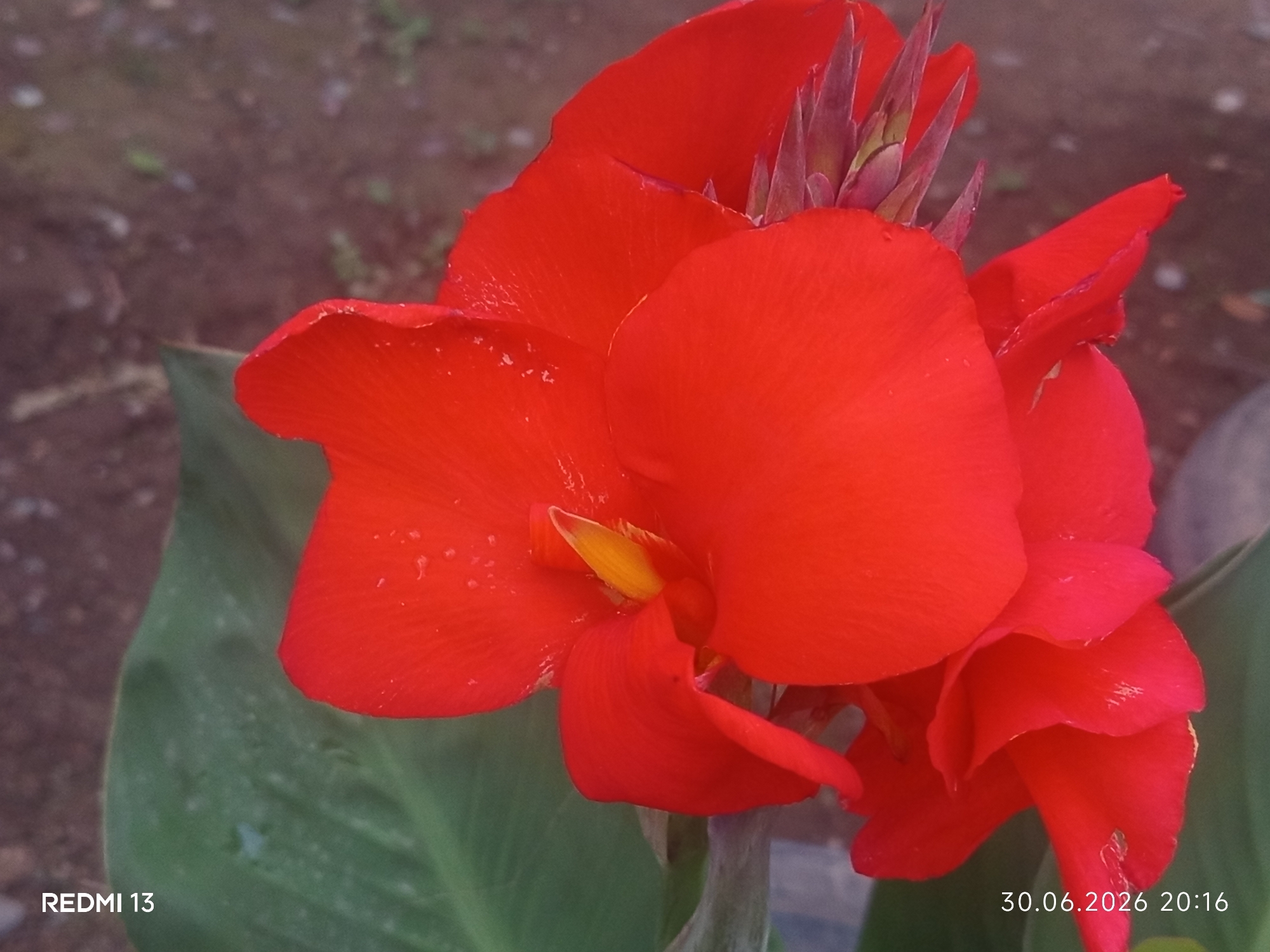 A close-up shot showcases a vibrant red Canna Lily bloom. The flower, with its broad petals, dominates the foreground, displaying water droplets on its surface, suggesting recent rain or dew. Partially visible are green leaves and a hint of the plant's stem. The background is blurred, featuring earthy brown soil with scattered lighter specks, possibly pebbles or dried organic matter. The overall setting appears to be outdoors, in a garden or natural environment. The lighting suggests it is daytime, though no distinct shadows indicate a specific time.
Visible text overlays provide additional information: "REDMI 13" is positioned in the lower-left corner, likely indicating the device used to capture the image. In the lower-right corner, a date and time stamp reads "30.06.2026 20:16". Given the location context of Belovodskoe, Kyrgyzstan, this image captures a moment in nature within that region. No people are present in the frame, and the focus is solely on the beauty of the blooming flower. The image conveys a sense of natural beauty and tranquility.