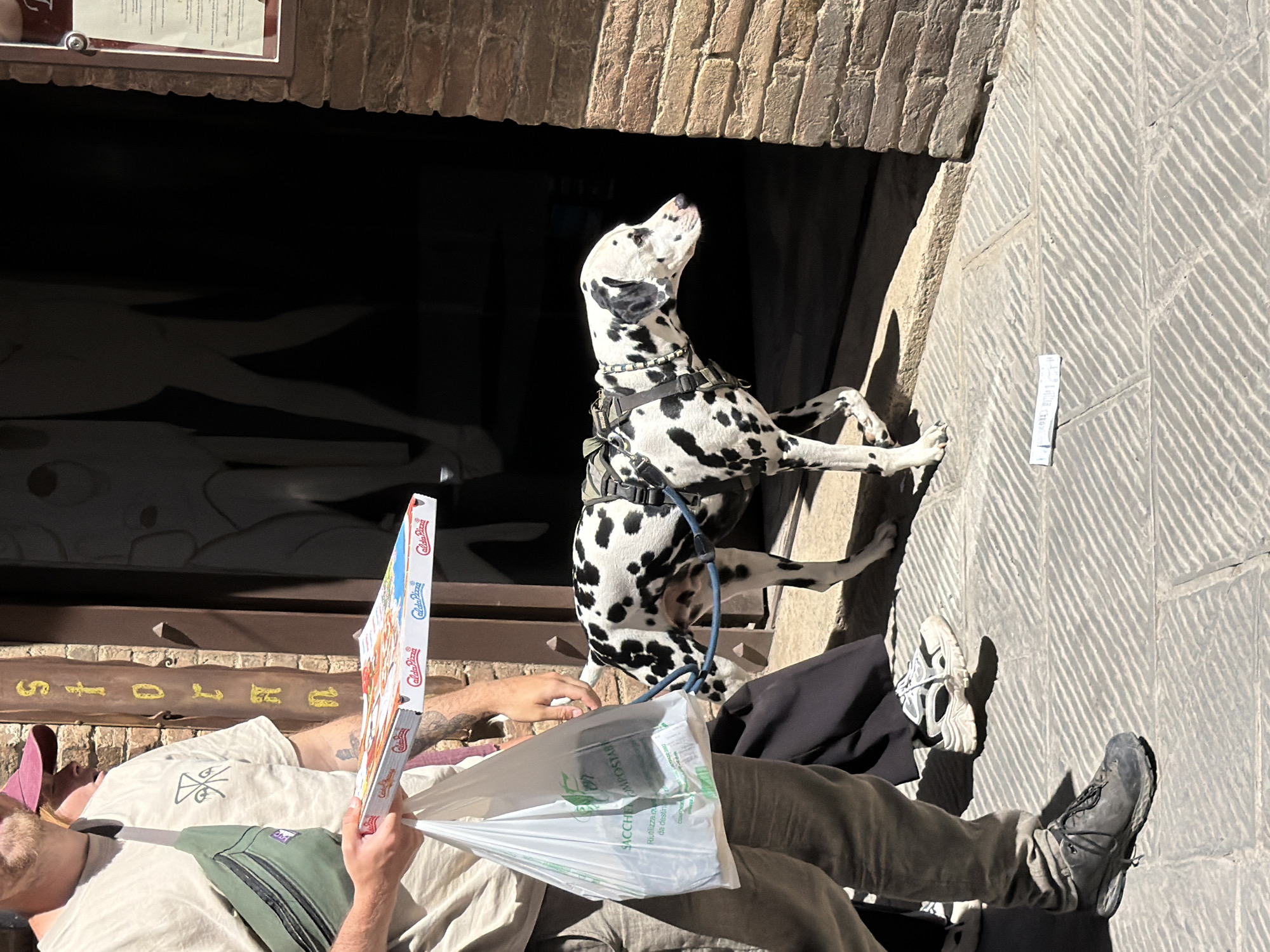 The image shows a man and a Dalmatian dog in San Gimignano, Italy. The man, wearing a light-colored shirt, green bag, and khaki pants, is holding a pizza box and a plastic bag. He is positioned below the dog, seemingly lying down. The Dalmatian is standing on its hind legs, its front paws resting on a stone wall, and is wearing a harness. The background includes a building with a dark entrance, a sign with text, and a paved sidewalk. The location is suggested to be in San Gimignano by the architecture and the overall aesthetic.