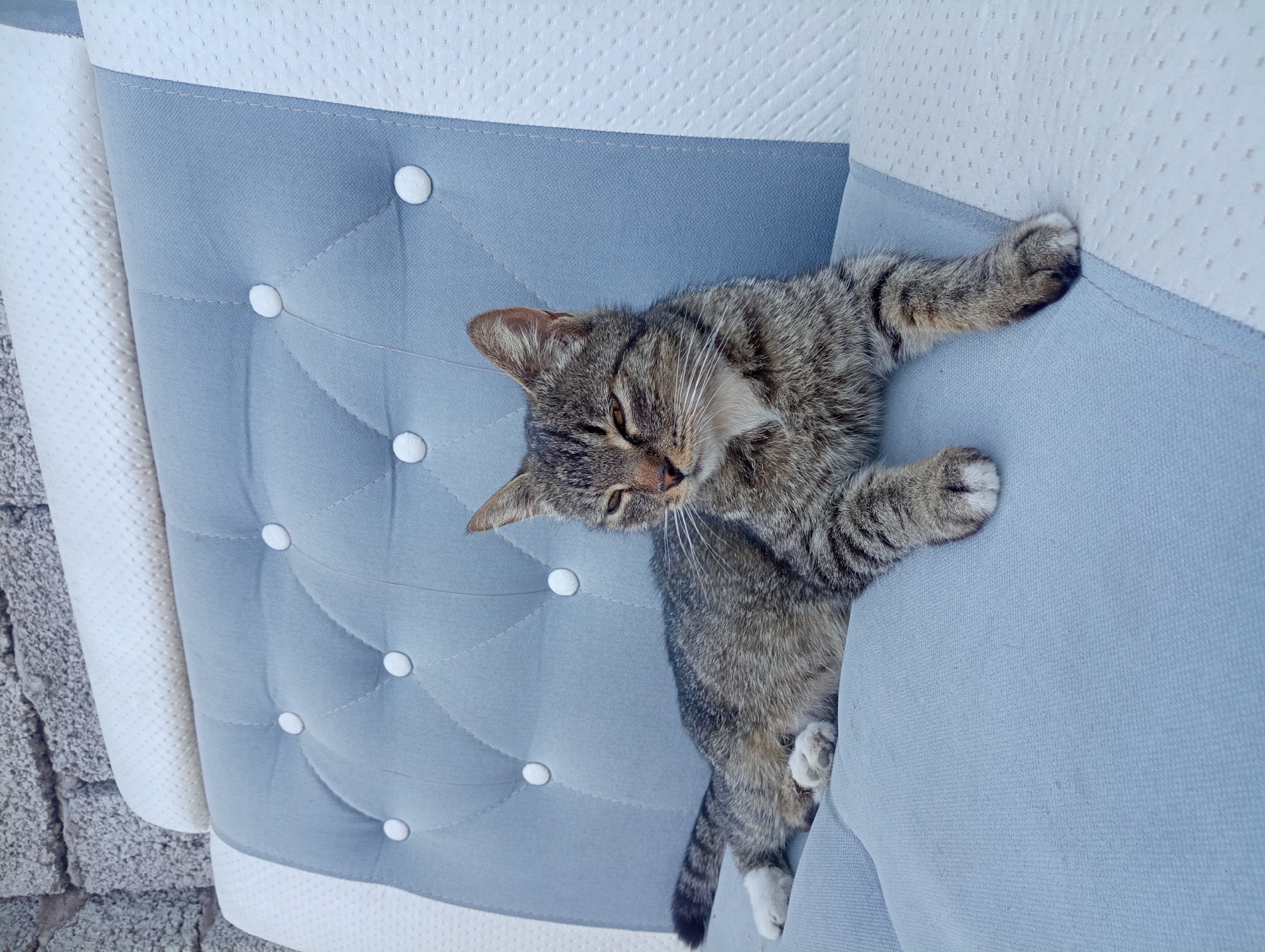 A tabby cat lies on a tufted upholstered surface, possibly a car seat or furniture. The cat is gray and black with white paws and chest. It is lying on its side with its head turned towards the viewer, eyes partially closed. The background consists of a textured, light-colored surface and a section of rough, gray brickwork.