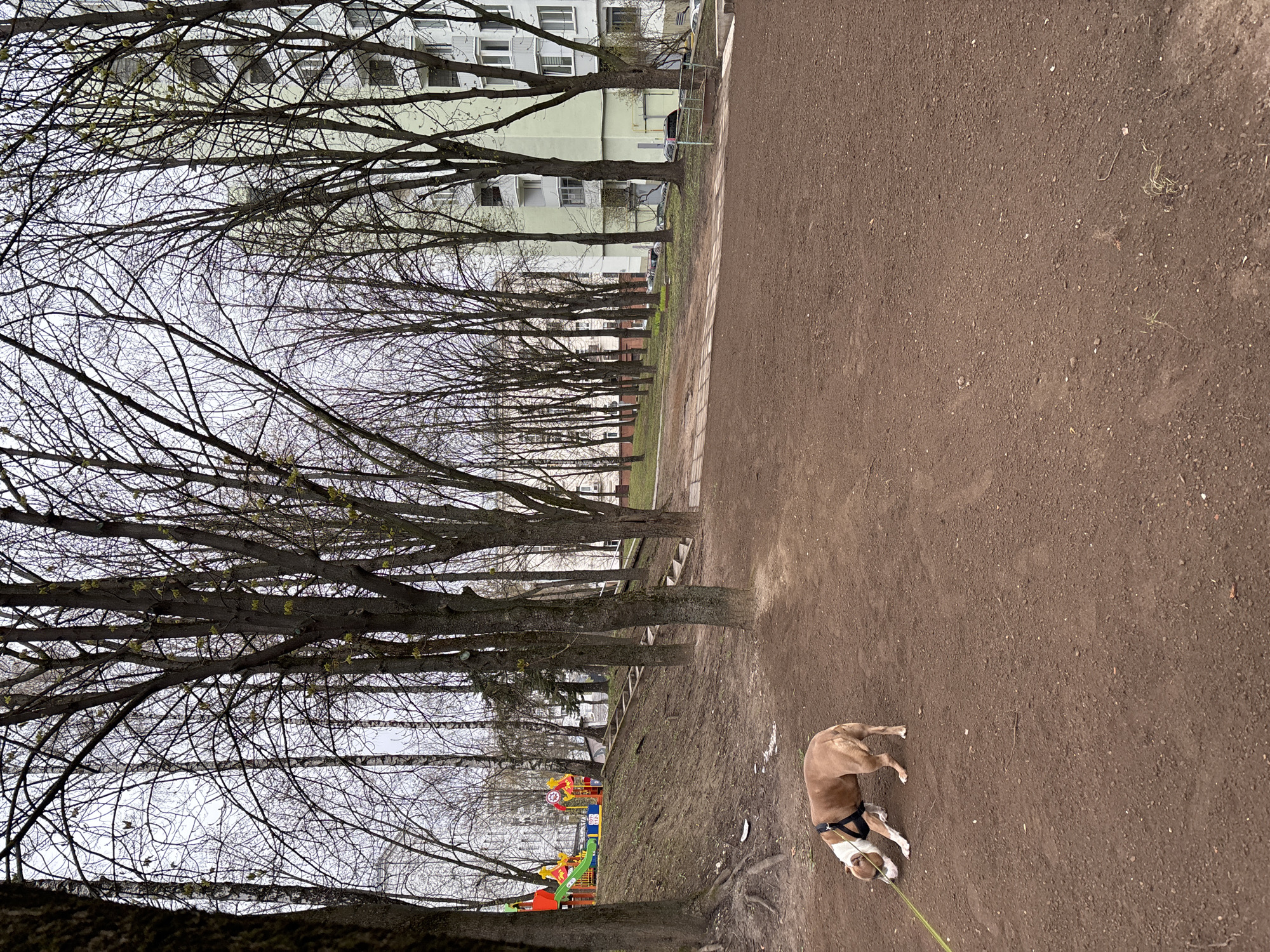 The image depicts an outdoor scene, likely a park or recreation area, in Minsk, Belarus, based on the style of architecture present in the buildings in the background. A tan and white dog, wearing a harness and attached to a yellow leash, is lying on the ground, which appears to be dirt or dark soil. A row of trees lines one side of the image, with apartment buildings visible through the bare branches. A playground with colorful equipment is present in the background. The sky is overcast, suggesting an overcast day.
