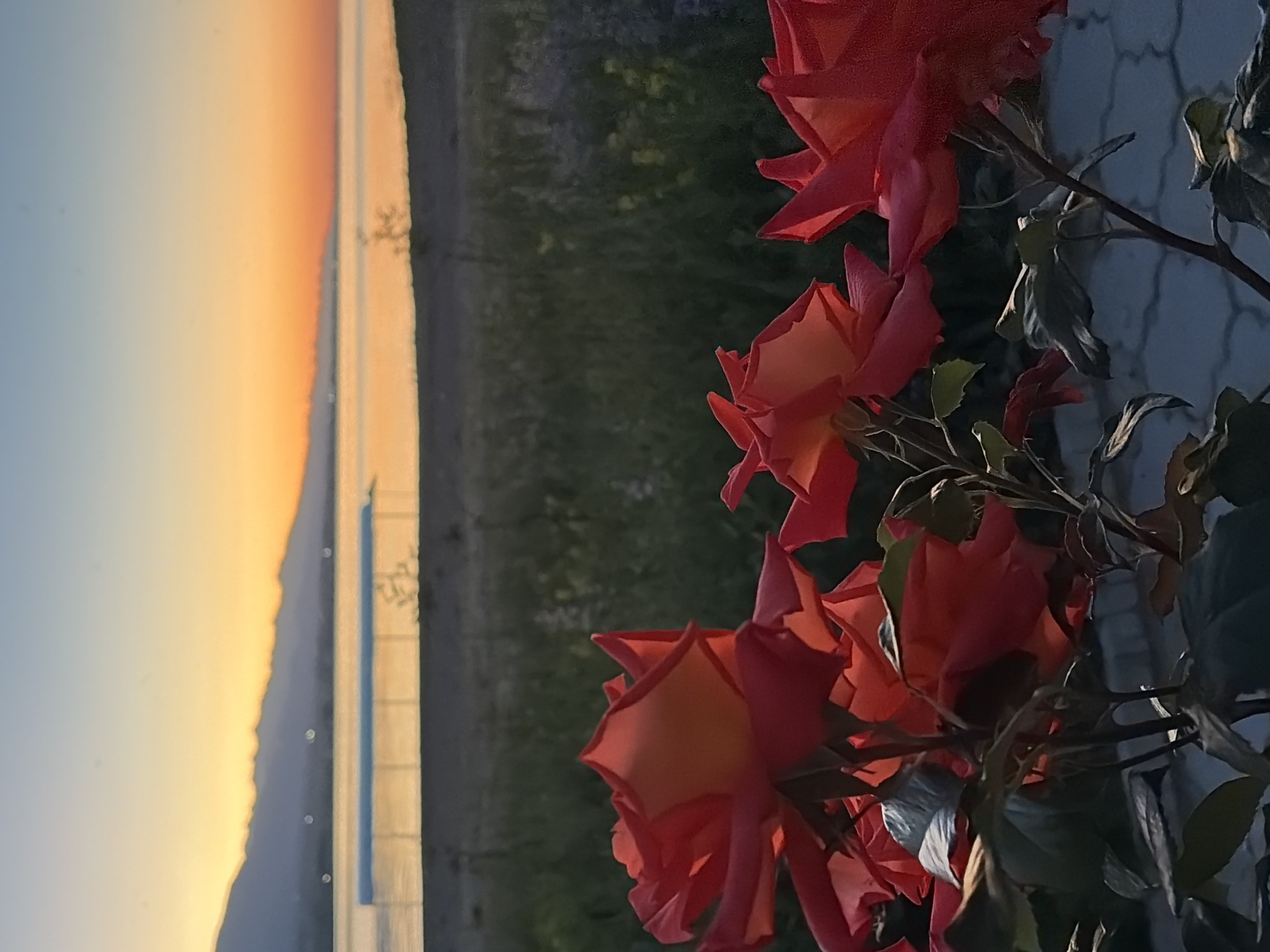 The image captures a serene sunset scene with roses in the foreground. A body of water, likely a lake or sea, stretches across the middle ground, with distant mountains silhouetted against the vibrant sky. The sky displays a gradient of warm colors, from deep orange near the horizon to a pale blue at the top. In the water, a structure resembling a pier or boat dock is visible. The foreground features several red roses, some in full bloom and others unfurling, with lush green foliage. The ground beneath the roses appears to be paved with interlocking stones. The overall atmosphere is peaceful and tranquil. The location is not specified.