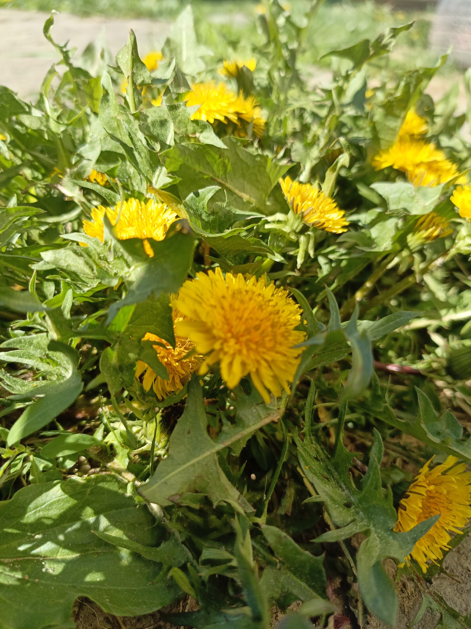 The image depicts a cluster of dandelions (Taraxacum) in full bloom. The flowers are bright yellow and interspersed with jagged green leaves. The scene appears to be outdoors, likely a field or lawn. Location in the city of Gabdyukovo, Russia is not discernible from the image. No people are visible, nor are any specific actions or interactions taking place. The environment suggests a sunny day.