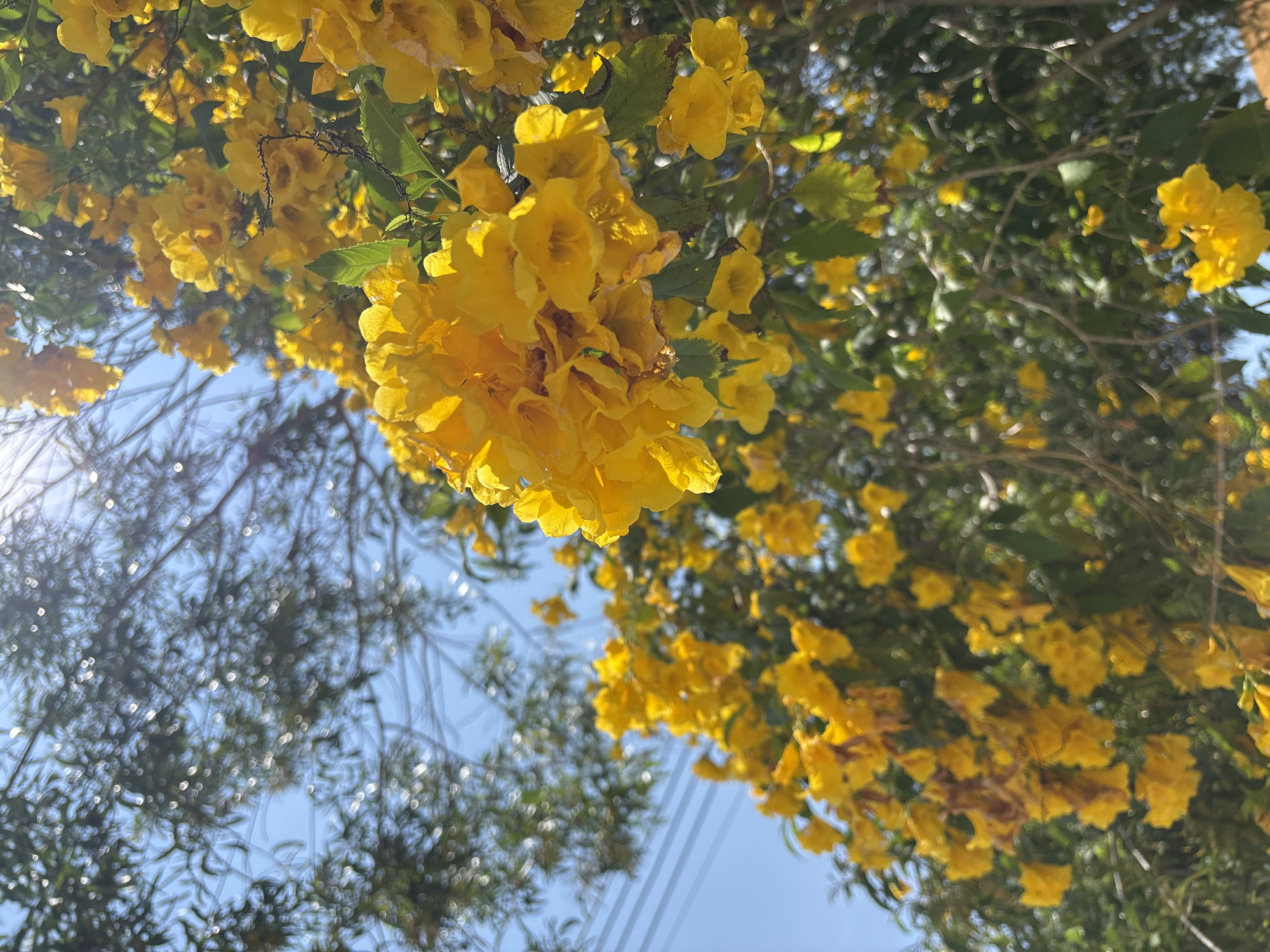The image shows a low-angle view of yellow flowers blooming on branches against a light blue sky. Some branches with green leaves are visible. In the lower left corner, blurred outlines of what appear to be trees or electrical wires can be seen. The location is Choeng Thale, Thailand.