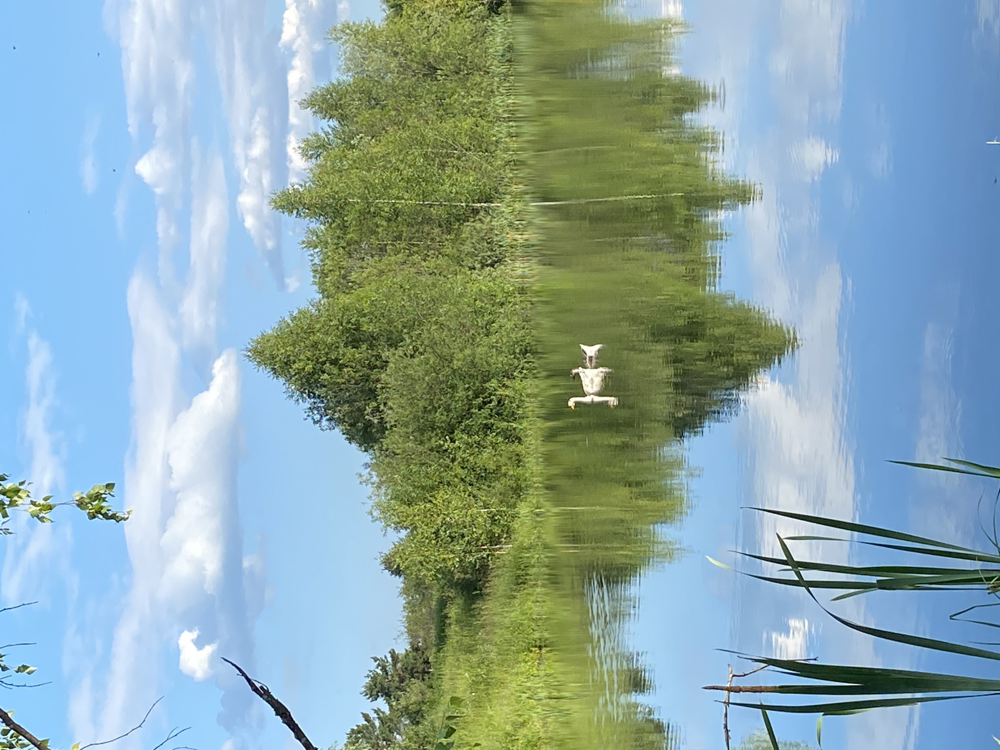 The image shows a reflective body of water, likely a lake or river, in Novyi Ural, Russia. The water's surface mirrors a bright blue sky filled with fluffy white clouds and a lush green treeline along the opposite bank. The reflection of the trees is distorted, creating a wavy, abstract pattern on the water.
In the middle of the water, a white, abstract sculpture resembling a stylized human figure is visible. It appears to be floating or anchored in the water, a solitary object in the natural landscape. The overall scene suggests a tranquil, possibly summer day, given the clear sky and abundant greenery. The water is calm, allowing for a clear reflection, indicating minimal wind. The time of day is likely daytime, with bright sunlight casting shadows and illuminating the scene. There are no people visible in the image, and no text is present. The scene evokes a sense of peacefulness and natural beauty, with the sculpture adding an element of artistic intrigue to the serene environment.