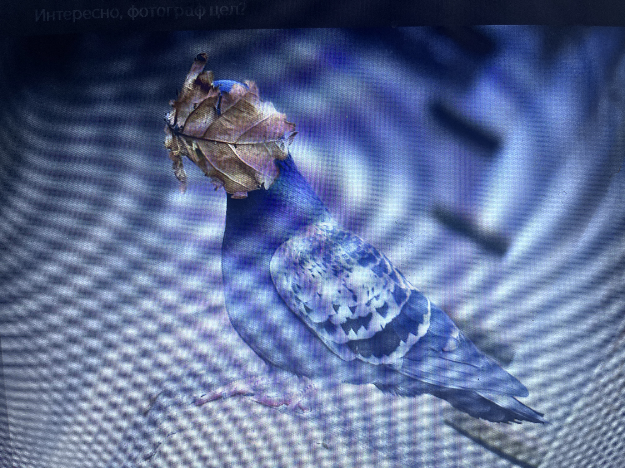 A close-up, eye-level, medium shot captures a pigeon with a large, dry, brown leaf perched on its head. The pigeon, predominantly blue-grey with intricate black and white patterns on its wings, stands on a textured, grey, possibly corrugated surface that resembles roofing material. Its pinkish-grey feet are visible. The background is blurred and dark, with diagonal lines and soft, diffused light, creating a shallow depth of field that focuses attention on the bird. The overall scene suggests an outdoor urban or suburban environment. The Russian text at the top of the image, "Интересно, фотограф цеп?", translates to "Interesting, did the photographer capture?". The image does not contain any information that would allow for the identification of the specific location within Stary Oskol, Russia.