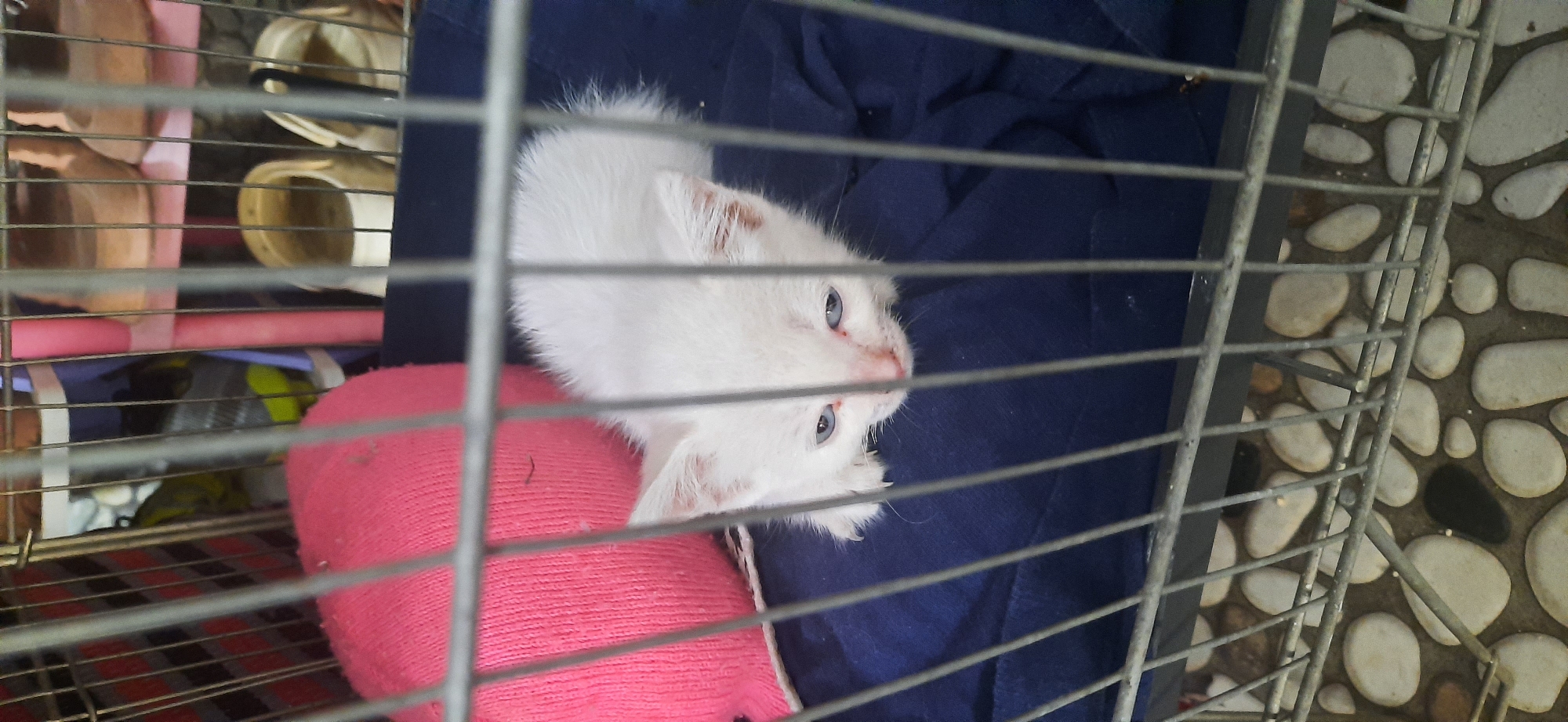 A young white kitten with blue eyes peers through a metal cage. The kitten is lying on a dark blue fabric, and to its left is a bright pink knitted object. The cage bars are prominent in the foreground, obscuring parts of the scene. Behind the kitten, shelves are visible with several pairs of light-colored shoes. The floor beneath the cage is paved with irregularly shaped stones. The setting appears to be an indoor area with a concrete floor.