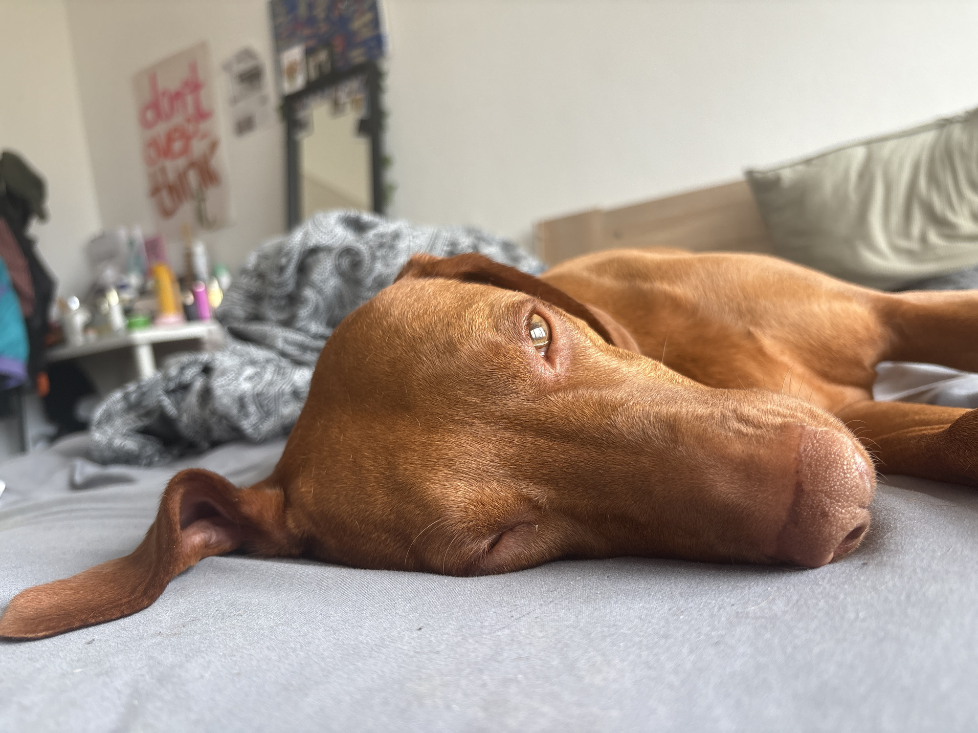 The image presents a close-up, eye-level perspective of a relaxed Vizsla dog lying on a grey bedsheet. The dog, characterized by its short, reddish-brown fur, rests on its left side, with its head on the sheet and its left ear flattened. Its right eye is partially open, looking subtly upwards and to the right, reflecting light and conveying a sense of calm alertness. The wet, dark nose and snout are visible at the front.
The setting appears to be an indoor bedroom. In the blurred background to the left, a light-colored wall displays a poster with red text that reads "don't overthink." Below the poster, a table holds an assortment of toiletries and small items. Further left, some clothing is draped. To the right of the dog, a grey blanket with a subtle swirling pattern is visible, bunched up on the bed. Beyond the blanket, a light-colored pillow and a wooden headboard or bed frame are discernible. A dark-framed mirror in the upper right reflects a section of patterned wallpaper.
The scene is well-lit by natural light, indicating it is daytime. The dog's posture and partially open eye suggest it is resting comfortably, perhaps observing its surroundings without fully engaging. This peaceful moment takes place in a residence in Sofia, Bulgaria.