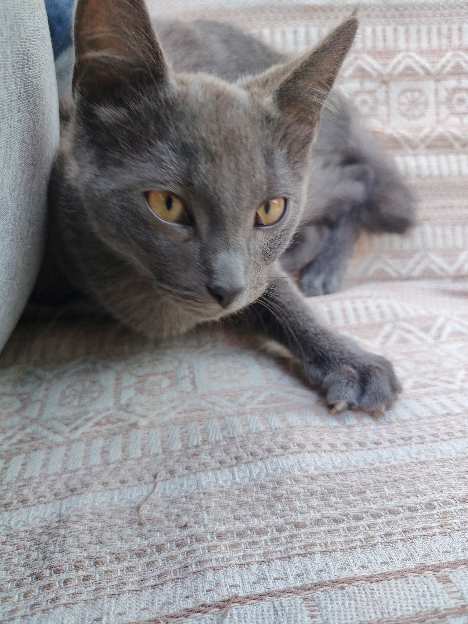 A grey cat with amber eyes is resting on a patterned fabric surface. The cat is positioned on the right side of the image, with its head turned slightly to the right, looking downwards. Its left paw is extended forward, resting on the fabric. The fabric has a textured weave with a repeating geometric pattern in neutral tones of beige and white. A portion of a blue or grey cushion is visible on the far left of the image. The background is blurred, but appears to be a continuation of the same patterned fabric. The scene is indoor and appears to be a domestic setting. There is no information available to confirm the location in the city of Volokonovka, Russia.