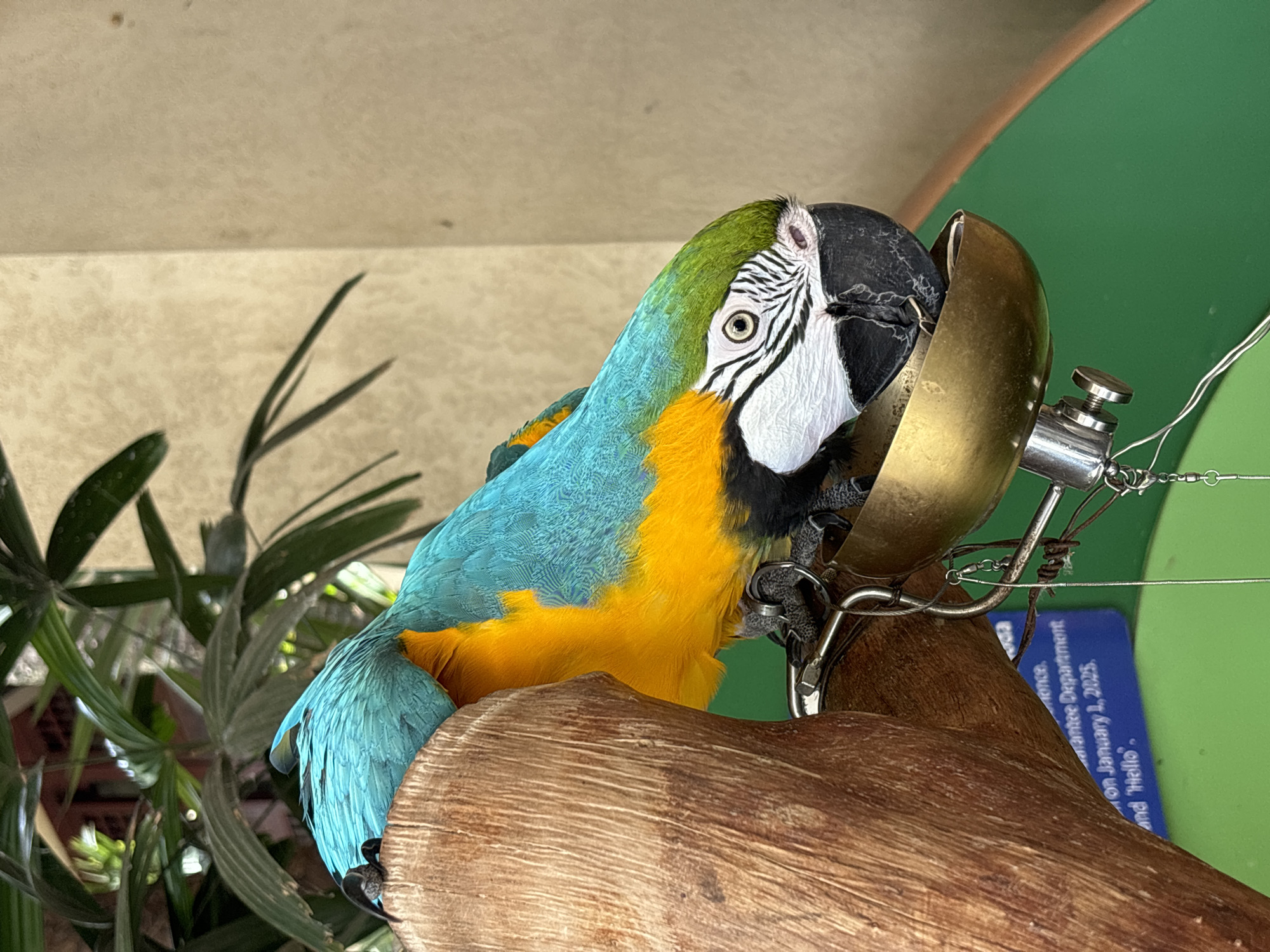 In Xinzheng, China, a blue and yellow macaw with green on its head and white facial feathers is perched on a wooden branch. The macaw is leaning down and appears to be eating from a small, brass bowl attached to a metal mechanism. The background consists of green foliage and a textured beige wall. A portion of a blue sign with white text is visible behind the branch, reading, "Guarantee Department On January 1, 2025. and 'Hello'."