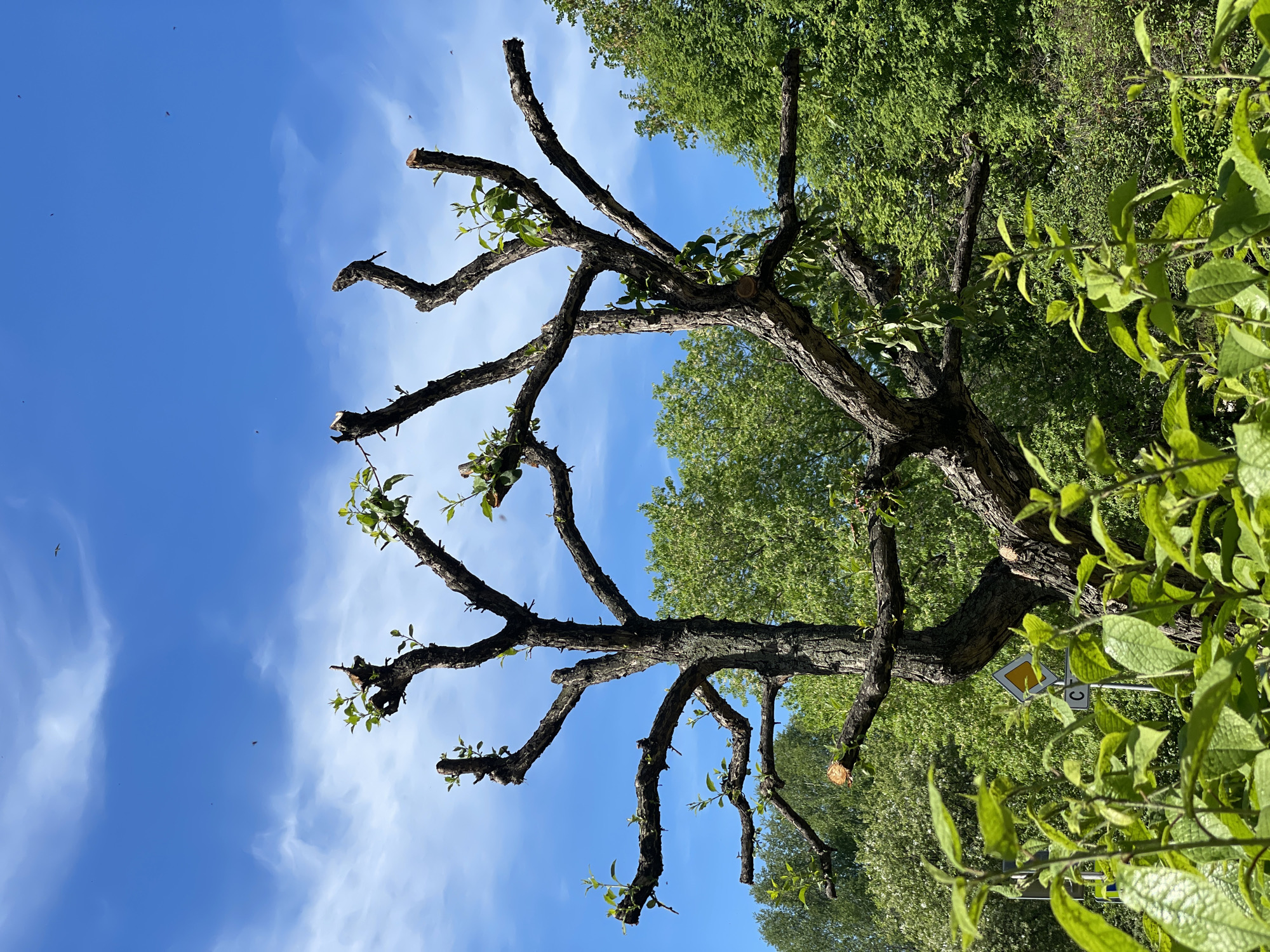 The image depicts an outdoor scene in the city of Zheleznogorsk, Russia, featuring a heavily pruned deciduous tree. The central subject is a pollarded tree with a dark, textured trunk and numerous truncated branches from which fresh, light green leaves and shoots are emerging, indicating recent pruning and new growth. The tree's silhouette is distinct, with an upward-spreading, multi-branched structure.
Above the tree, the sky is a clear, vibrant blue with sparse, wispy white clouds. Several small, dark specks, consistent with insects or small birds, are visible against the sky, along with one larger, lighter-colored flying object in the upper right quadrant. Behind the main tree, a dense background of lush green foliage from other deciduous trees creates a natural backdrop.
In the lower-middle left of the frame, partially obscured by foreground foliage, a yellow diamond-shaped road sign with a white border is visible. Beneath it, a white rectangular sign with a black border displays a black capital letter "C". The immediate foreground consists of blurred, bright green leafy plants and stems. The scene is illuminated by bright sunlight, suggesting midday conditions. No people are present.