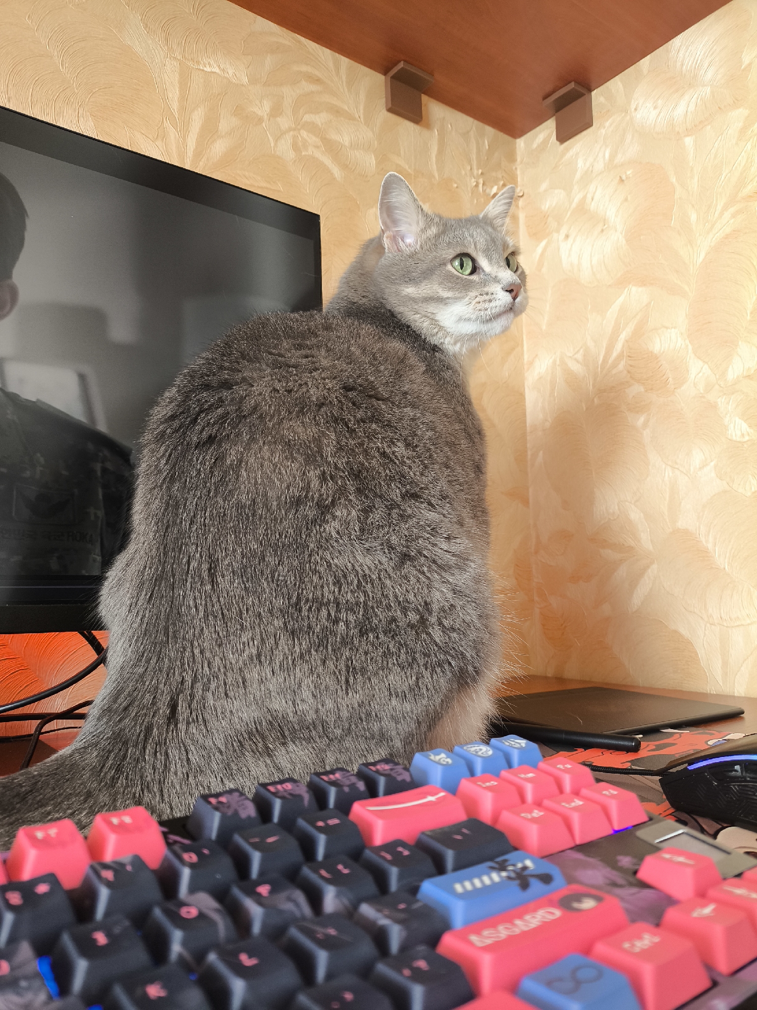 A gray tabby cat with green eyes sits on a desk in front of a computer monitor. The cat is facing to the right, looking off-camera. The desk is cluttered with a mechanical keyboard, a mouse, and a drawing tablet. The background is a wall with textured orange wallpaper and a wooden shelf above. The scene appears to be indoors, likely a home office or gaming setup.