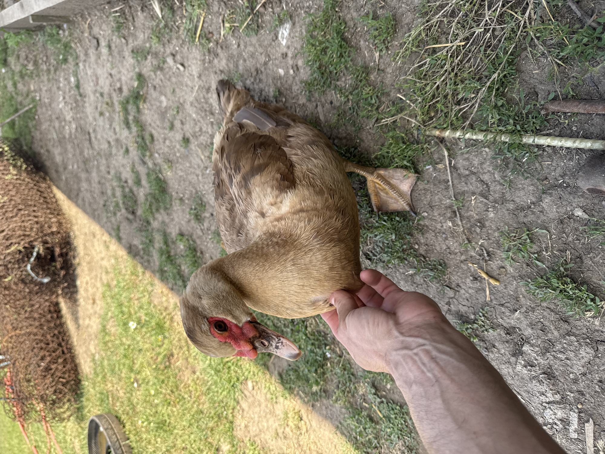 In this overhead shot, a large, brown Muscovy duck lies on dry, cracked earth dotted with sparse green vegetation. The duck's head, adorned with striking red caruncles around its eyes and beak, is tilted upwards, revealing its dark eyes and speckled beak. A person's hand gently holds the duck's side, near its tail feathers, suggesting a moment of interaction or care.
The duck's feathers are a mix of brown and tan, with some darker plumage on its back. One of its webbed feet, a distinctive feature of waterfowl, is clearly visible, splayed outwards. The background shows more of the dry ground and patches of green grass, with some dried plant stalks scattered about. To the left, a dark, woven object, possibly netting or a bundle of material, lies partially in view, and a black tire rim is also visible near the bottom left corner.
The lighting suggests it is daytime, with sunlight casting shadows, indicating a bright and possibly warm environment. The overall scene appears to be outdoors in a rural or natural setting, perhaps a farmyard or a backyard. There is no visible text in the image. The interaction between the hand and the duck seems calm and gentle, implying a peaceful moment.