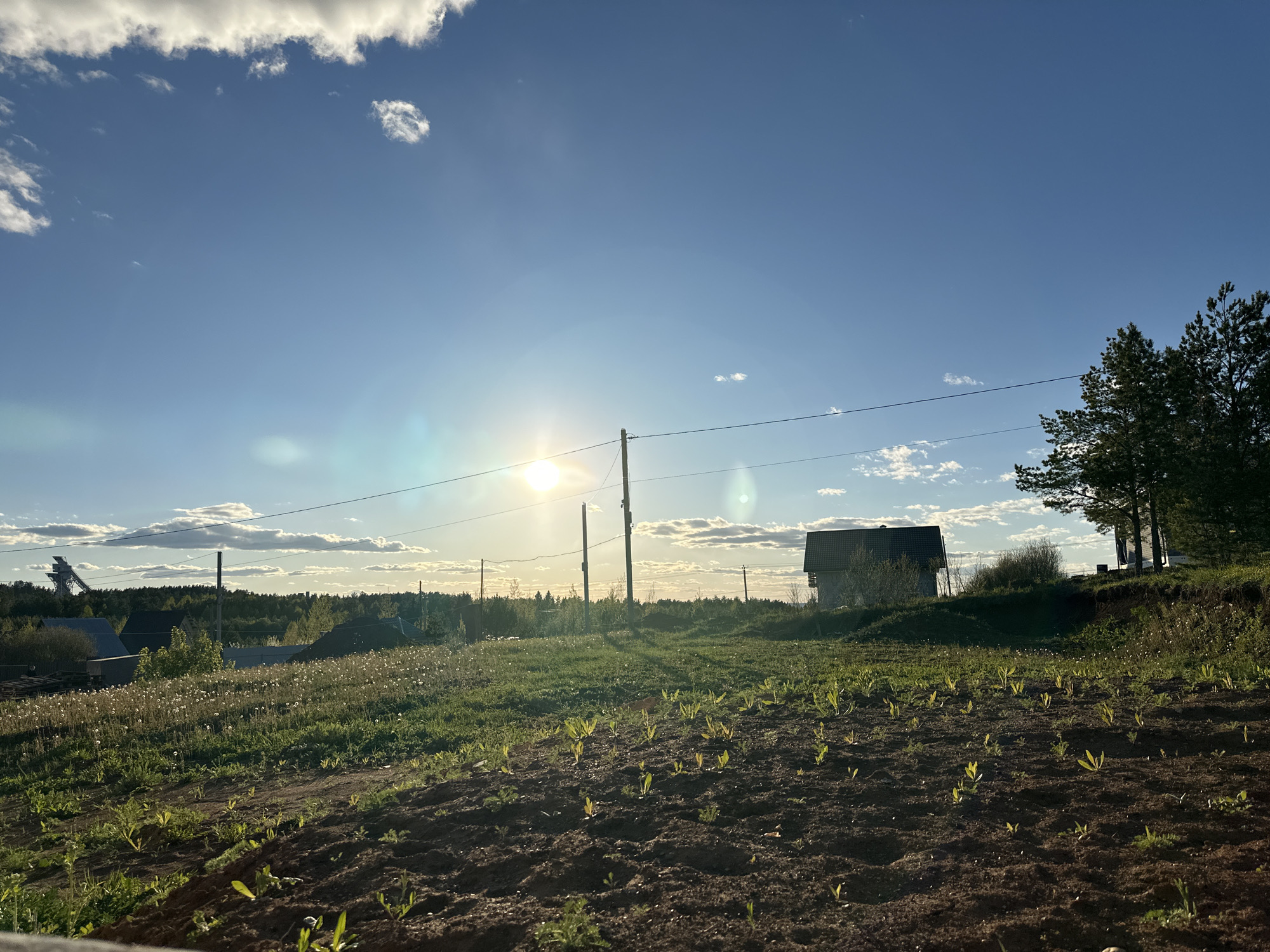 The image depicts a rural landscape in the vicinity of Прикамский, Russia, illuminated by the setting sun. In the foreground, a freshly tilled field with rows of young sprouts extends towards the middle ground. A patch of land with dandelions and other weeds separates the tilled area from the distance. Electrical poles and lines traverse the scene. A small house with a dark roof stands in the middle ground, flanked by trees on the right. In the background, a line of trees and vegetation stretches towards the horizon, partially obscured by the sun's glare. Other houses and structures are visible in the distance. Scattered clouds are present in the blue sky.