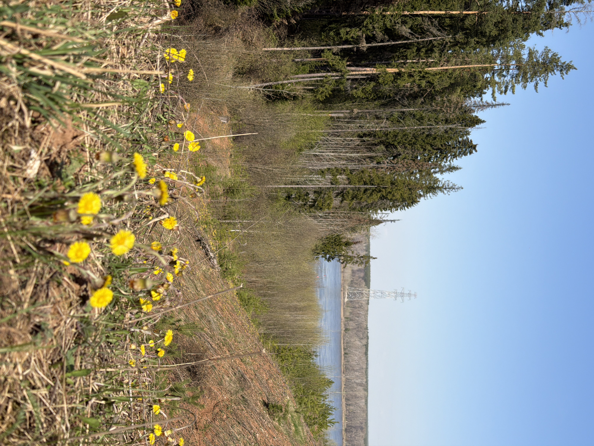 The image depicts a landscape with a mix of natural and man-made elements. In the foreground, there is a field with scattered yellow flowers, possibly coltsfoot, growing among dry grass and soil. Beyond the field, a dense forest with tall trees stretches into the distance. In the middle ground, a body of water is visible, with an electrical transmission tower standing near the shoreline. The sky is clear and blue. The image is likely taken in the area of Прикамский, Russia, based on the provided context.