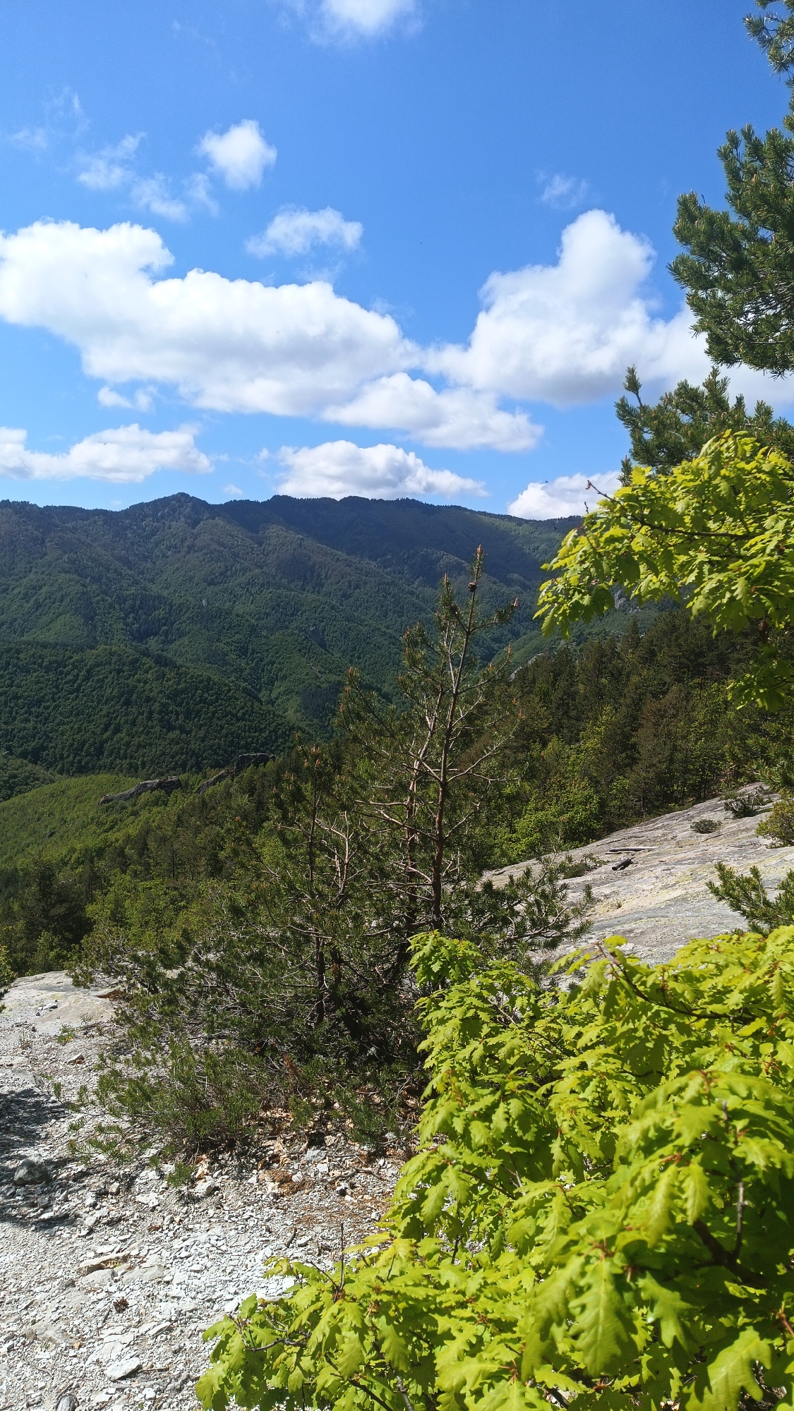The image captures a natural landscape in the vicinity of Sini Vrah, Bulgaria. Dominating the background are layers of densely forested mountains, rendered in varying shades of green and suggesting significant topographical relief. Above them is a bright blue sky with scattered white cumulus clouds.
The foreground features a rocky, likely mountainous outcrop characterized by light gray rocks and sparse vegetation. Several trees and shrubs are growing directly from the rocky terrain. The foliage is mostly green and varies in tone. A section of leaves in the bottom-right corner appears a bright, spring-like green. The lighting in the image indicates it is daytime, with shadows cast by the foliage and topography.
