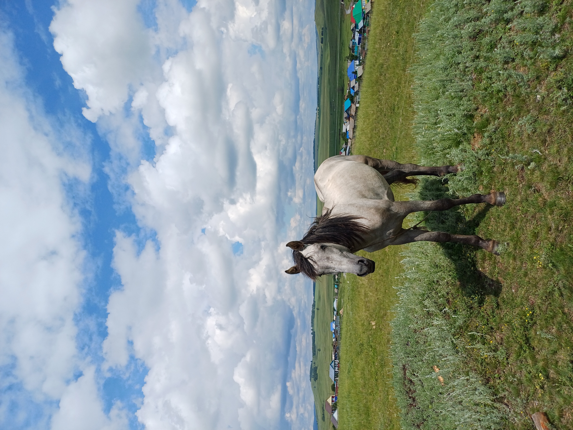 A light gray horse stands in a grassy field, facing the camera. The horse has a dark mane and tail. In the background, there is a village with houses that have colorful roofs. Rolling green hills extend beyond the village. The sky is blue with white, fluffy clouds. The overall scene depicts a rural landscape in the village of Nigamatovo, Russia.