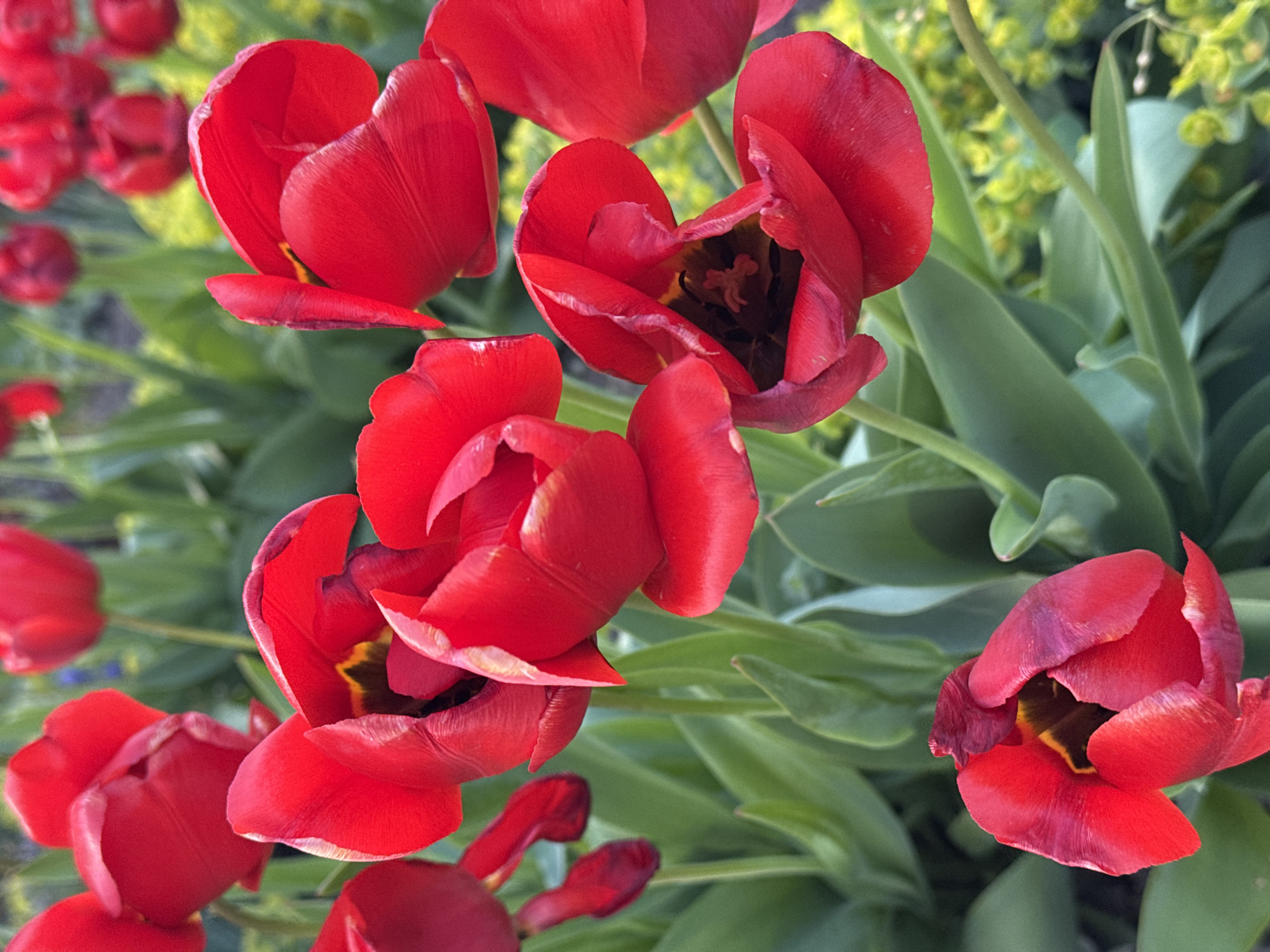 This is a close-up, top-down shot of numerous vibrant red tulips blooming in a garden, likely located in Kryvyi Rih, Ukraine. The scene is dominated by the bold crimson and scarlet hues of the flowers, which are in various stages of bloom.
In the foreground and midground, several tulips are fully open, revealing their dark, almost black centers with hints of yellow stamens. Their petals are smooth and slightly ruffled, some showing darker, purplish edges. Other tulips are more closed, appearing as bright red cups. The flowers are surrounded by their own broad, green leaves, which provide a lush backdrop.
Beyond the immediate cluster of tulips, the background is softly blurred, showcasing more green foliage and patches of lighter, yellowish-green plants, possibly other garden flora. The lighting suggests it is daytime, with bright natural light illuminating the scene and enhancing the vivid colors of the tulips. There is no visible activity beyond the natural state of the blooming flowers. No text is visible in the image. The overall impression is one of natural beauty and the freshness of springtime.