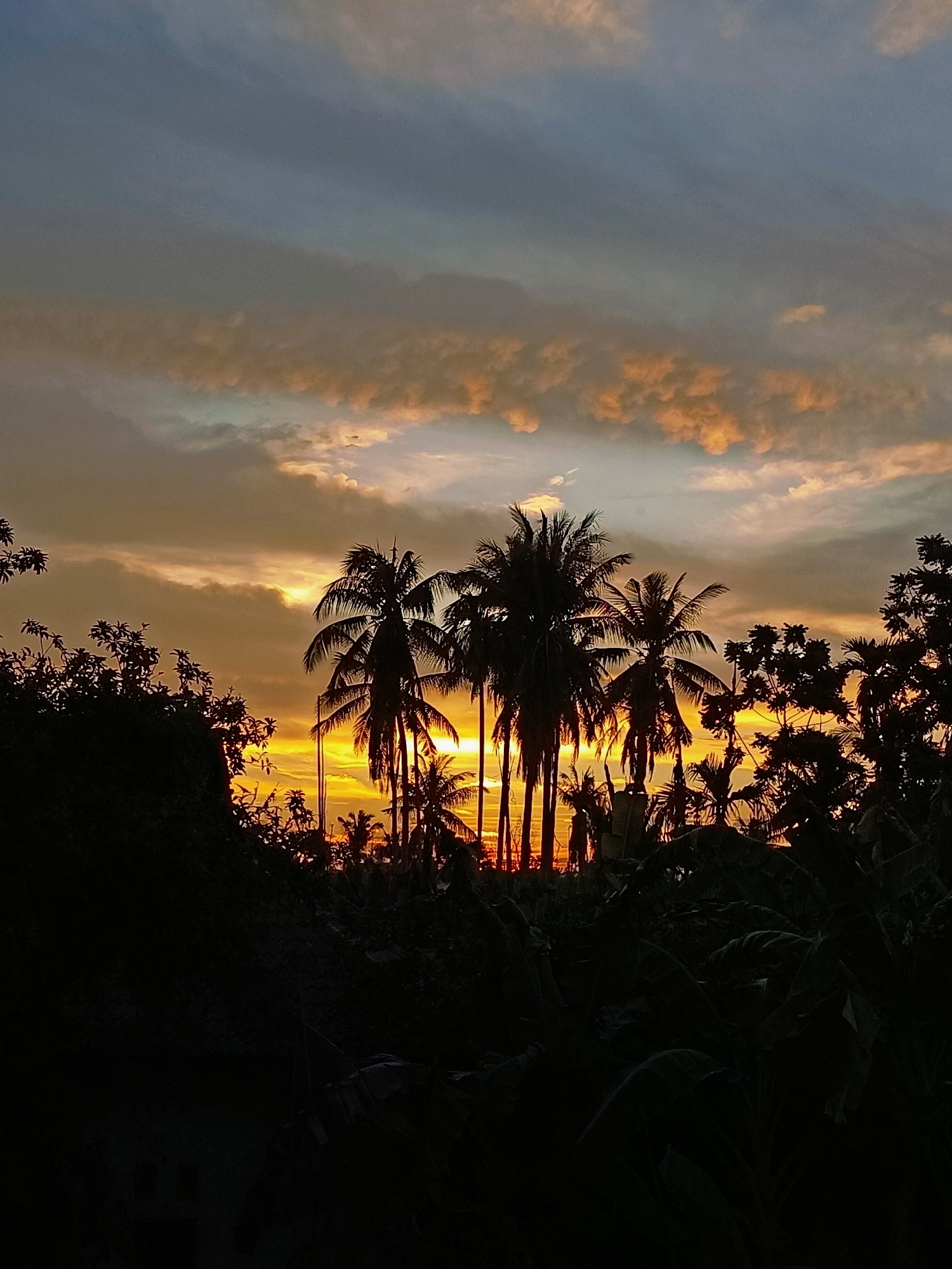 This is a vertical, full shot of a tropical sunset behind silhouetted palm trees and other foliage. The sky is filled with a gradient of colors, from a deep blue at the top to vibrant oranges and yellows closer to the horizon, with streaks of lighter clouds. The palm trees and surrounding vegetation are dark silhouettes against the bright sky. The scene appears to be set in a rural area with dense vegetation. The location is specified as Blang Cut, Indonesia.