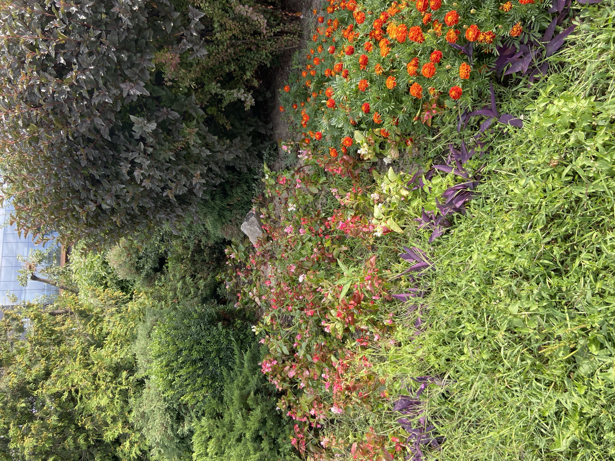 In an outdoor setting, a lush garden is filled with a variety of plants. In the foreground, bright green grass dominates, interspersed with a few slender, deep purple plants. Behind the grass, a bed of small pink and white flowers creates a soft contrast. To the right, a dense cluster of vibrant orange marigolds adds a splash of bold color. In the background, various green bushes and trees create a layered backdrop. A large, dark reddish-purple bush stands prominently on the right side, its leaves catching the light. In the far background, a modern building with large glass windows is visible, suggesting an urban or suburban location. The lighting indicates it is daytime, with the sun casting shadows and illuminating the foliage.