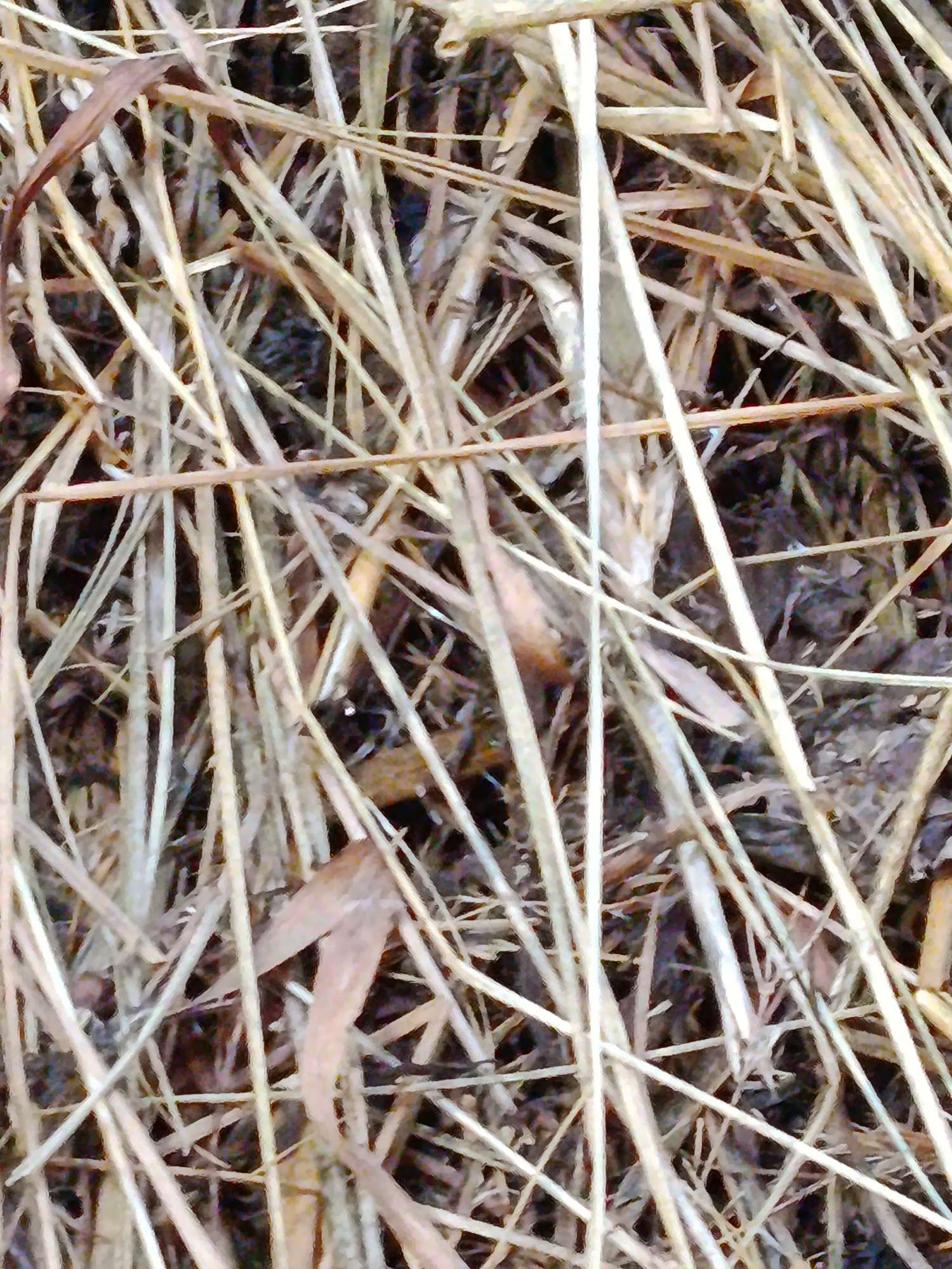 The image is a close-up, overhead view of dry, light-colored grass and straw lying on the ground. The grass stalks are predominantly tan and white, with some darker brown and reddish-brown fragments of dried leaves interspersed throughout. The texture is rough and fibrous, with numerous thin, elongated pieces overlapping and crisscrossing each other. The background is dark and indistinct, appearing to be soil or decaying organic matter. There are no people, animals, or man-made objects visible in the frame. The scene is consistent with a natural ground cover in an outdoor environment, such as a field or forest floor. Without additional context, it is impossible to determine the specific location within the city of Верея, Russia.