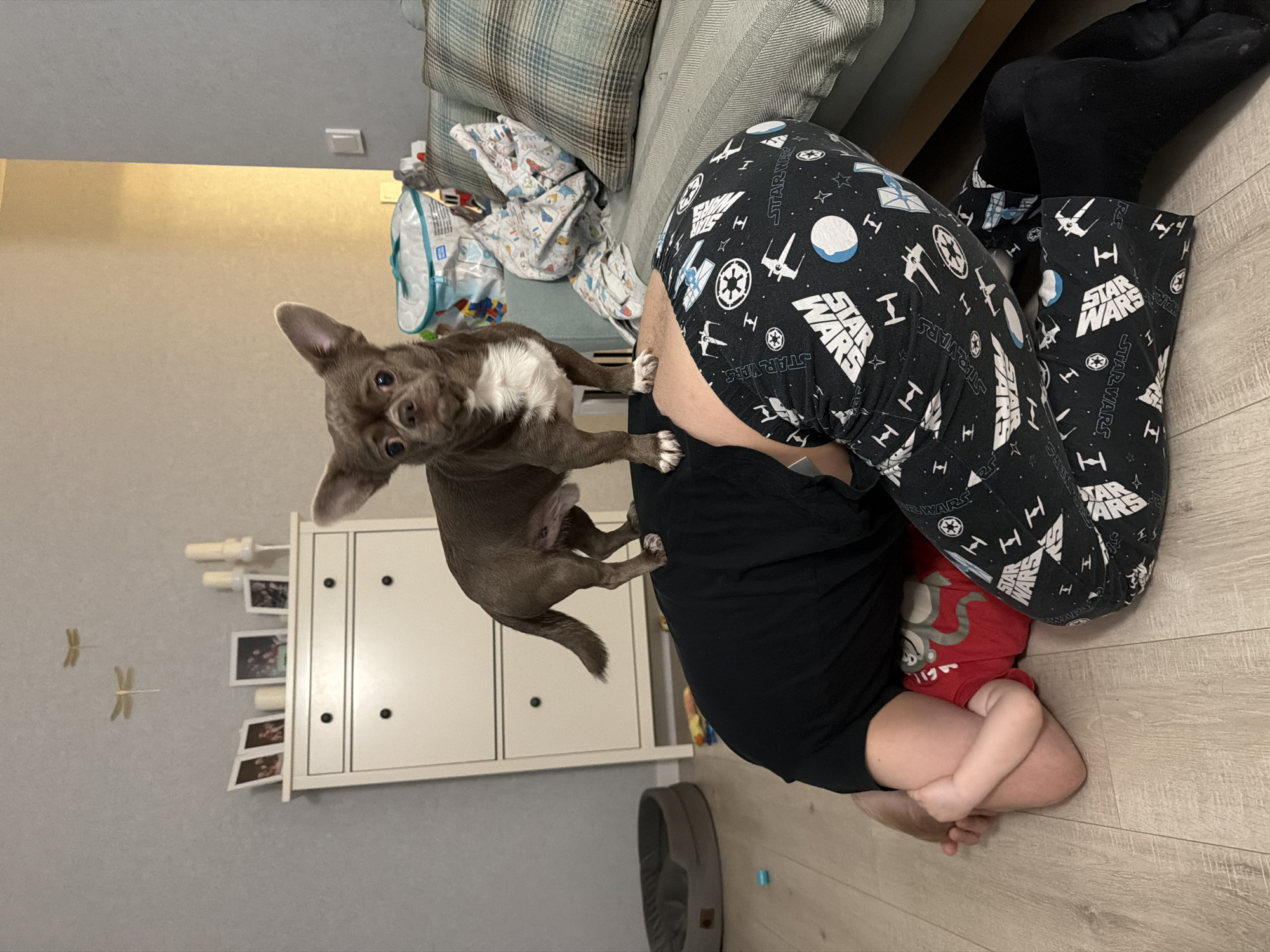 A casual domestic scene in Votkinsk, Russia, shows a small chihuahua dog interacting with an adult and a child on a light-colored wooden floor. The adult is lying on their side, mostly obscured, wearing black pajamas emblazoned with white "STAR WARS" text and various symbols from the franchise, including the Death Star, X-wing, TIE fighter, and both Imperial and Rebel Alliance insignias. Black socks cover their feet. A child, wearing a red top with a grey monkey graphic and partially visible text like "13," is curled up next to the adult.
The brown and white chihuahua, with patches of white on its chest and paws, is standing on the adult's back, looking directly at the camera with an alert and curious expression. Its front paws are on the adult, while its back paws are near the adult's leg. In the background, a light-colored wall features two decorative dragonfly cutouts. A white dresser or cabinet, adorned with small framed photos, is visible behind the dog. To the left, a sofa with plaid and striped pillows is present, along with a patterned blanket or clothing draped over it. A grey dog bed is on the floor near the adult's feet. The scene suggests a relaxed and playful moment in an indoor setting.