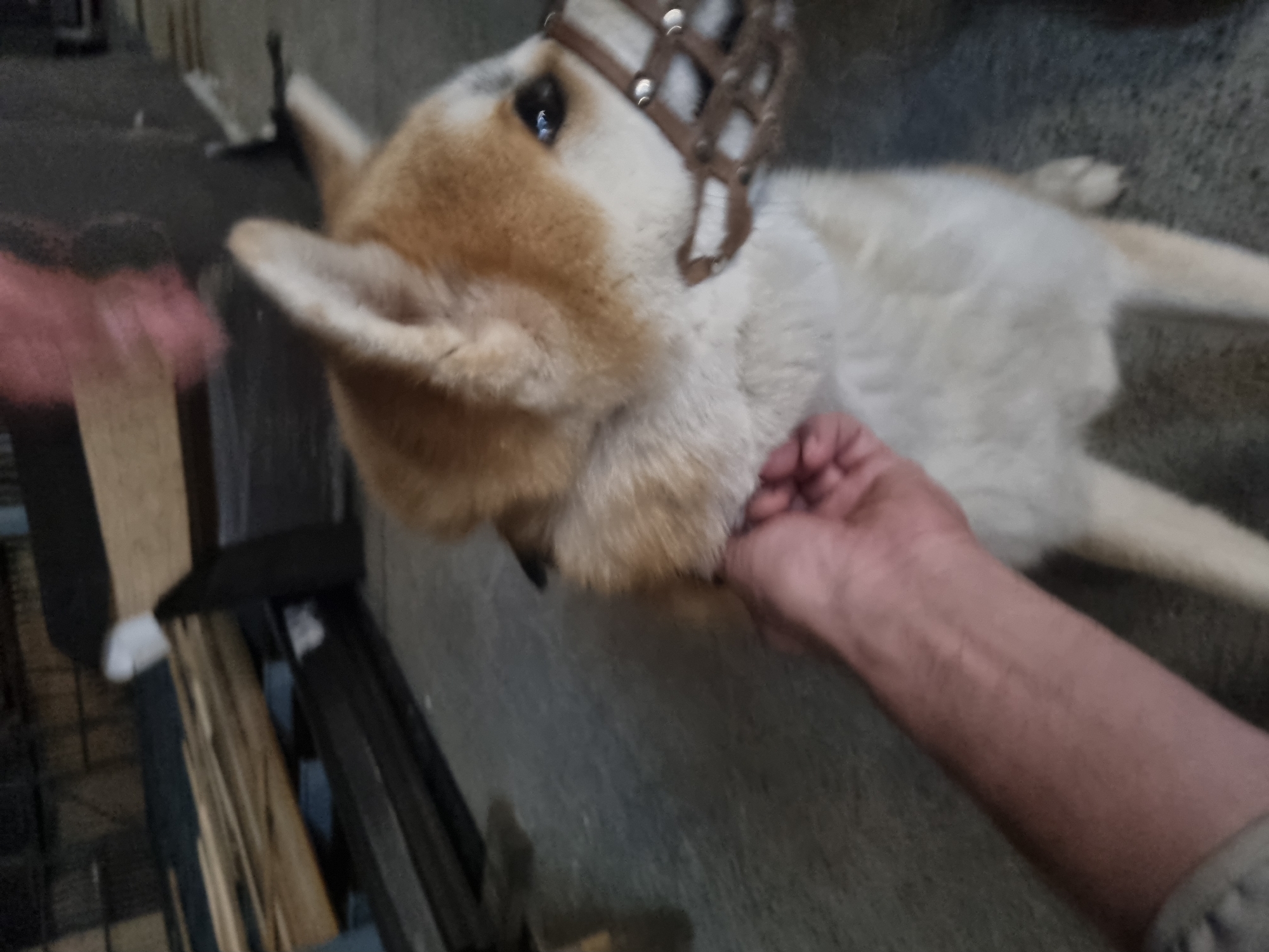 A tan and white Akita dog wearing a leather cage muzzle lies on its side on a concrete surface. A hand reaches out and touches the fur around the dog's neck. The location is not specified, and there is no information to indicate it is in Sochi, Russia. In the background, there appears to be some construction materials.