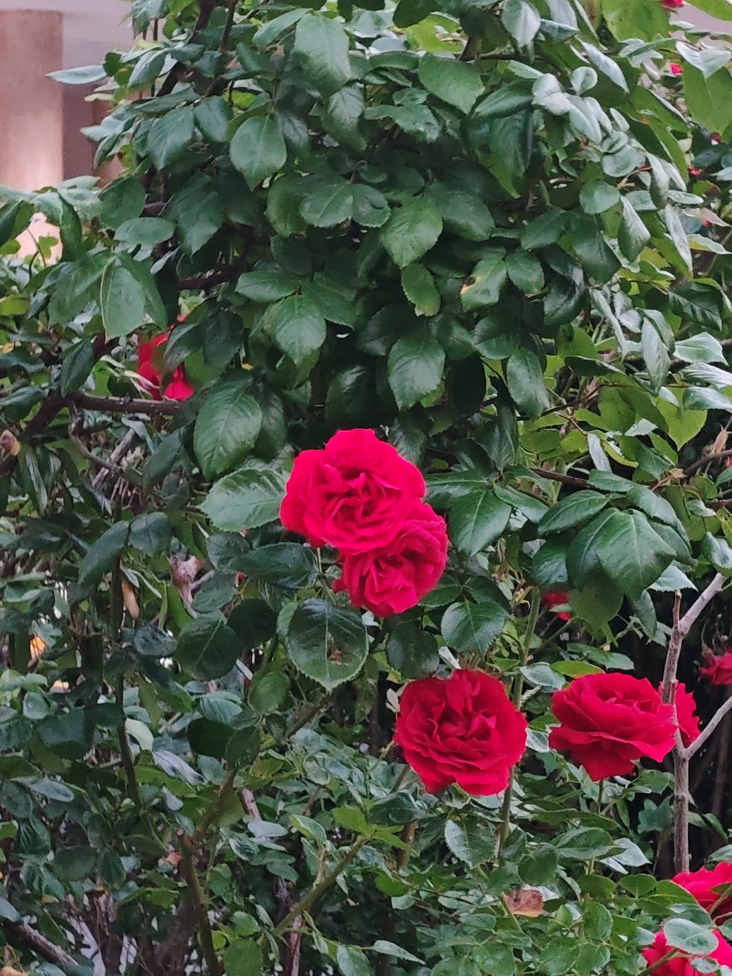 The image shows a close-up of a red rose bush with several blooms in various stages of opening. The bush is full of green leaves. The location is in the city of Nesebar, Bulgaria.