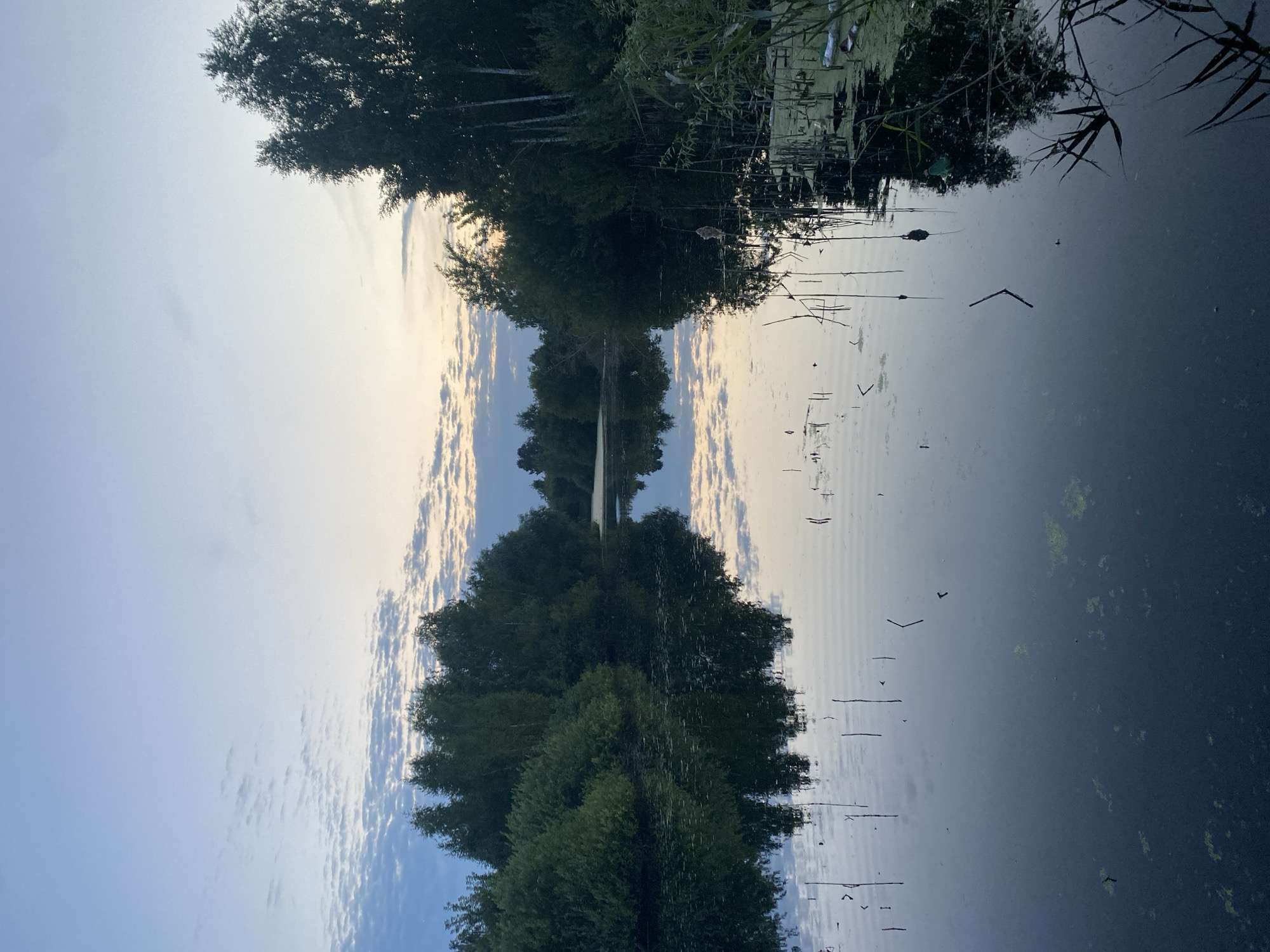 The image depicts a calm body of water, likely a river or canal, with its surface reflecting the sky and surrounding vegetation. The sky is a gradient of pale blue and soft yellow, indicating either dawn or dusk, with scattered wispy clouds. Dense green trees and bushes line both banks of the watercourse, with taller trees, possibly birch, visible on the right. The water itself is dark and still, with ripples forming near the center and on the right side. Some aquatic plants and debris, including plastic items, are visible floating on the surface and along the right bank. Several thin, vertical sticks or reeds emerge from the water. The overall impression is one of natural tranquility. The location is identified as Vasilyevo, Russia.