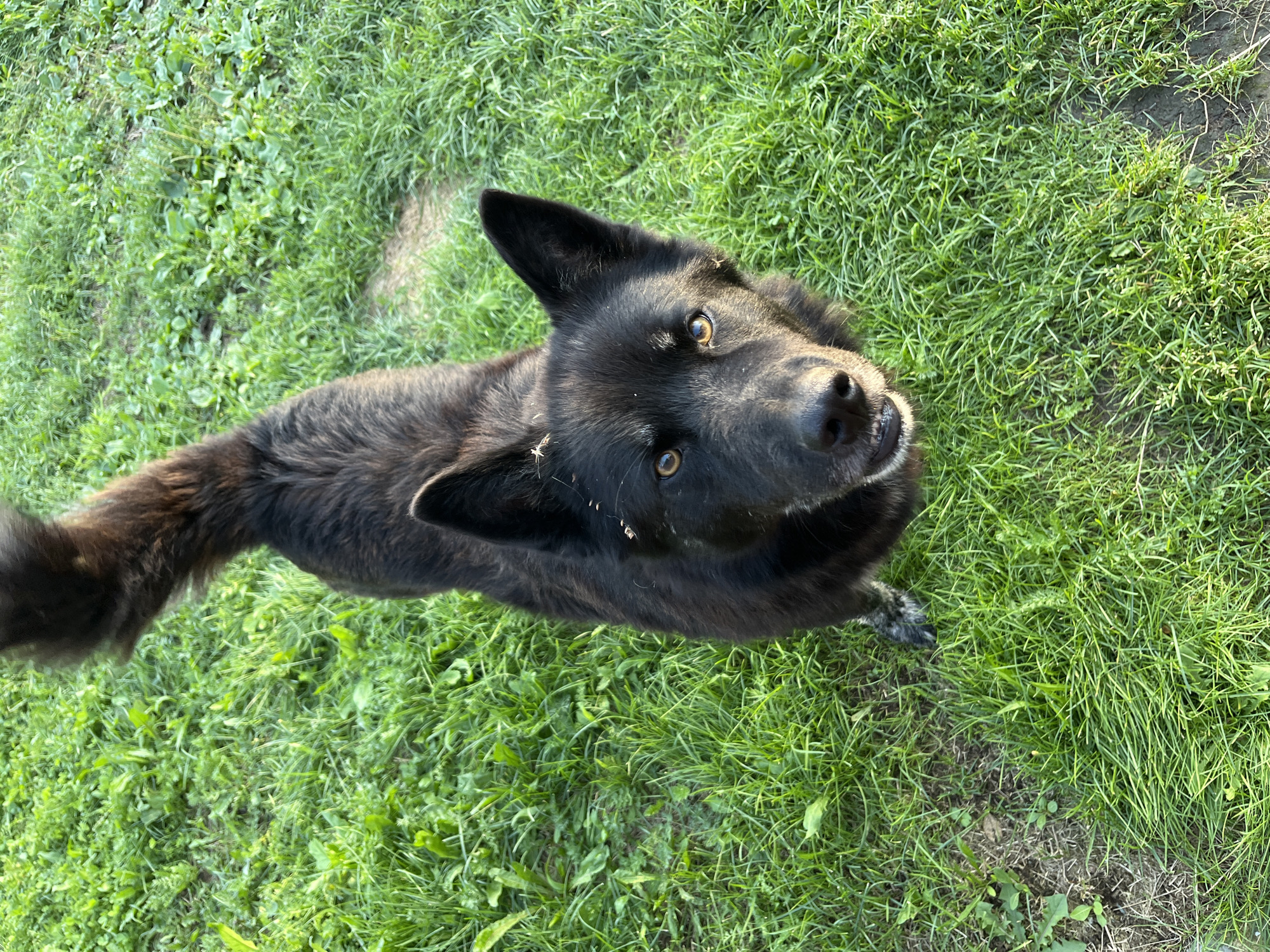 A black dog with amber eyes stands on a patch of green grass, looking up at the camera. The dog's fur is dark and appears slightly ruffled, with hints of brown or auburn visible in the sunlight. Its tail is curled upwards and appears bushy. The grass is lush and green, with some patches of dry earth visible. There are no discernible landmarks or specific features that would indicate the location within Nizhny Tagil, Russia. The scene appears to be an outdoor setting, likely a park or backyard.